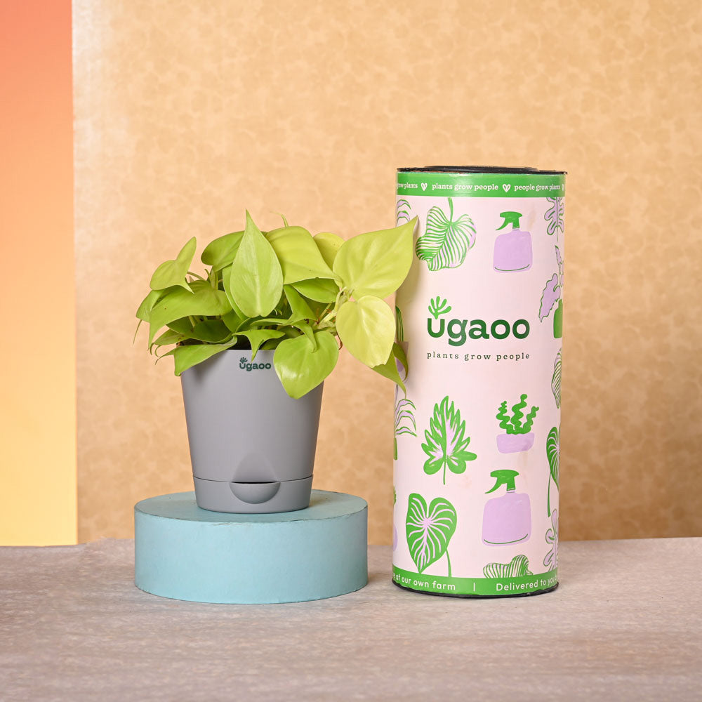 Ugaoo Navratri Celebration Plant Bundle - view 11