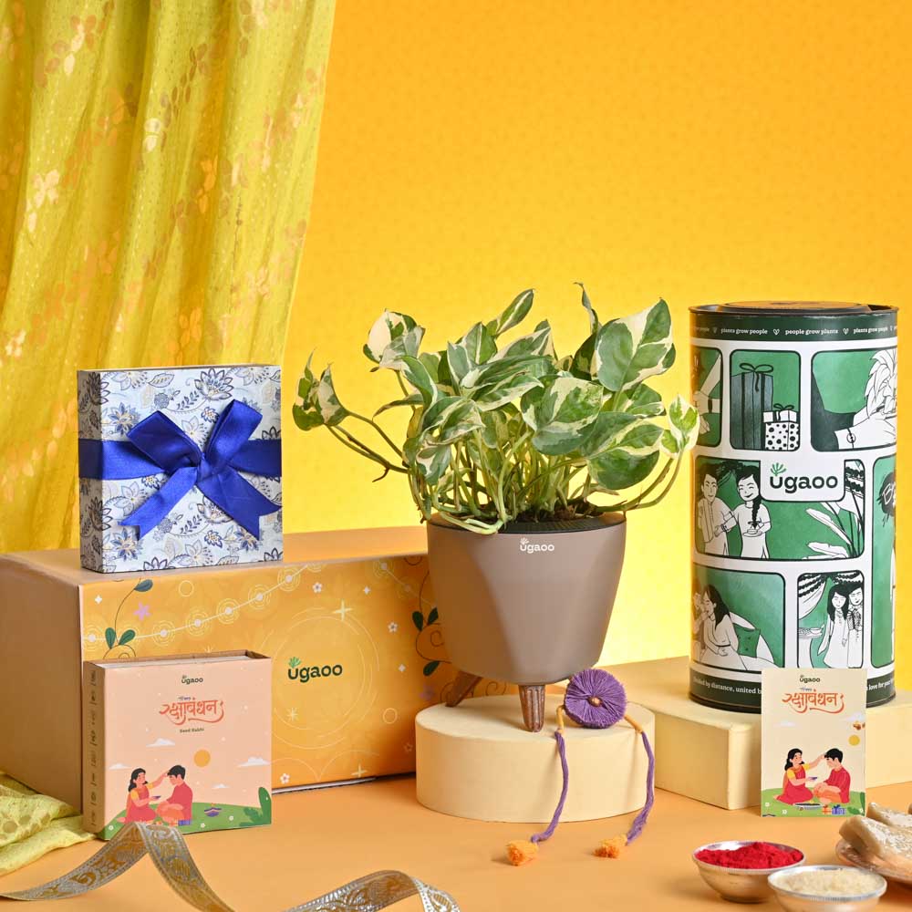 Ugaoo Rakhi Gift for Brother - Money Plant N_Joy with Chocolate Box