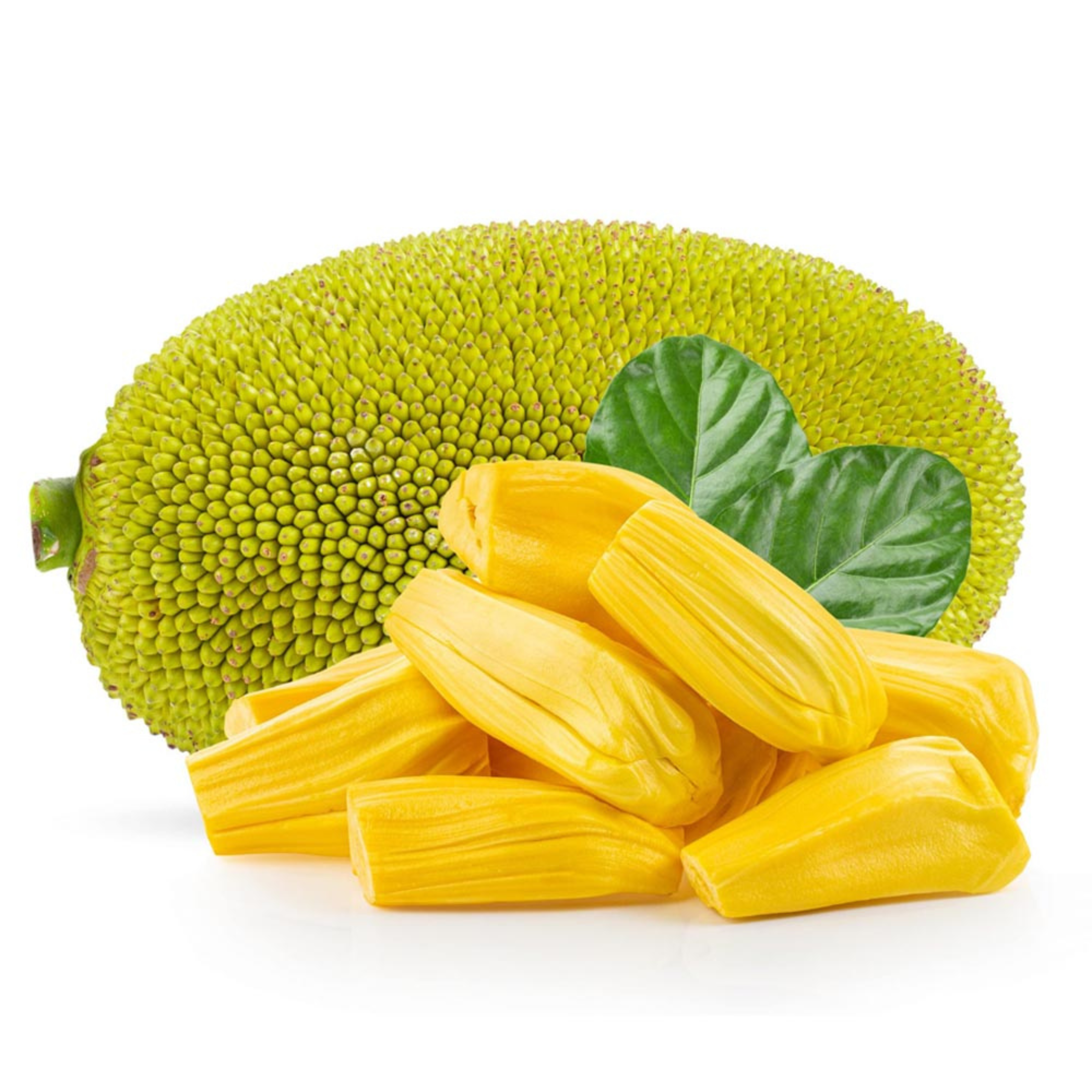 MR Gumless Jackfruit (Artocarpus heterophyllus) Fruit Live Plant - view 4