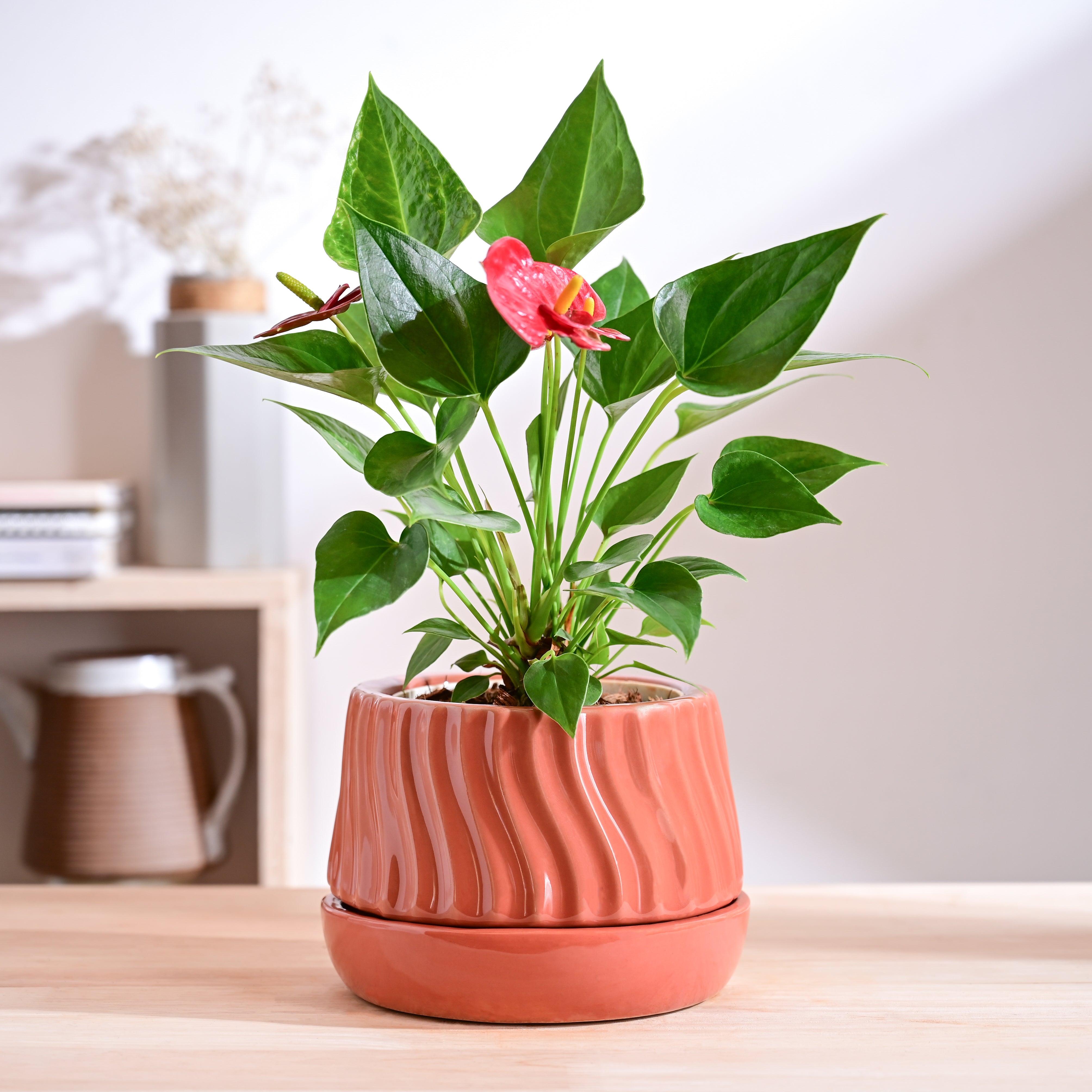 Ugaoo Fallen Angel Ceramic Planter - view 25