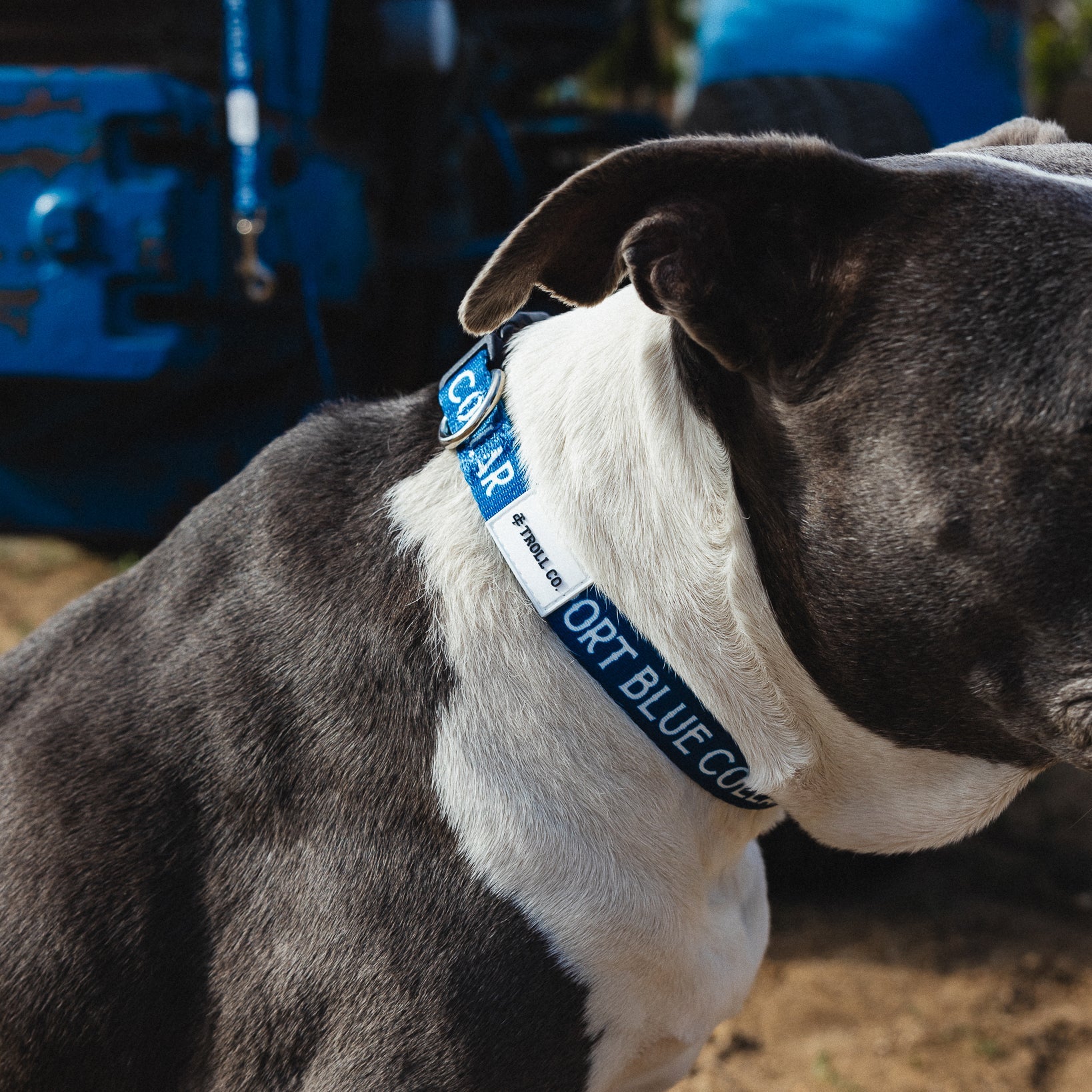 Radial SBC Heavy Duty Dog Collar – Blue - view 8