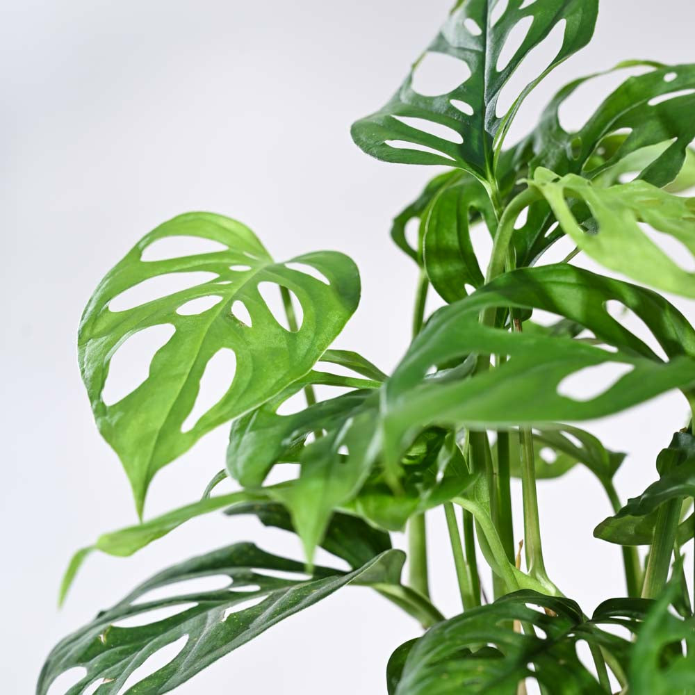 Ugaoo Broken Heart Plant - view 5