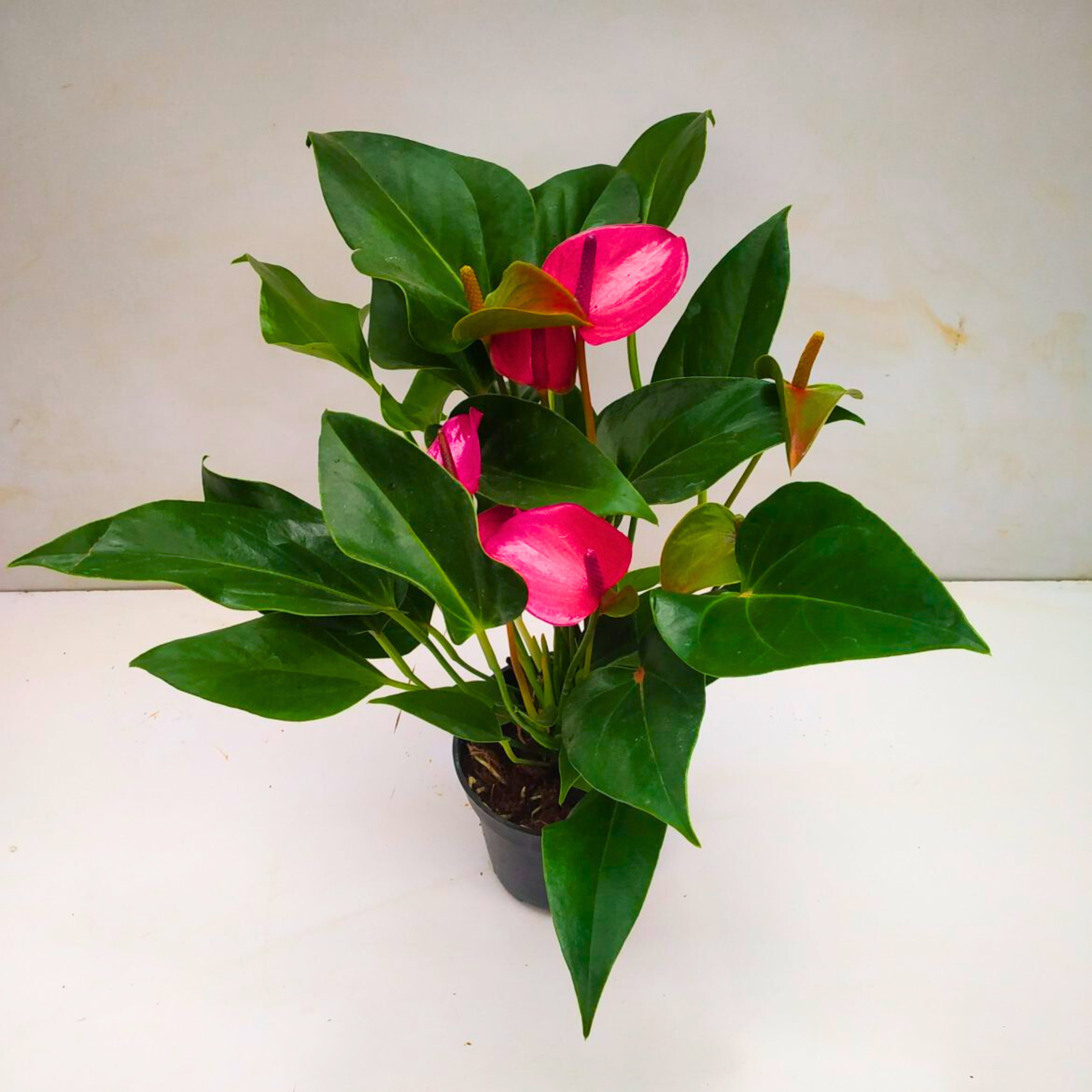DZ Dwarf Anthurium Purple Fantasy Indoor/Outdoor Live Plant