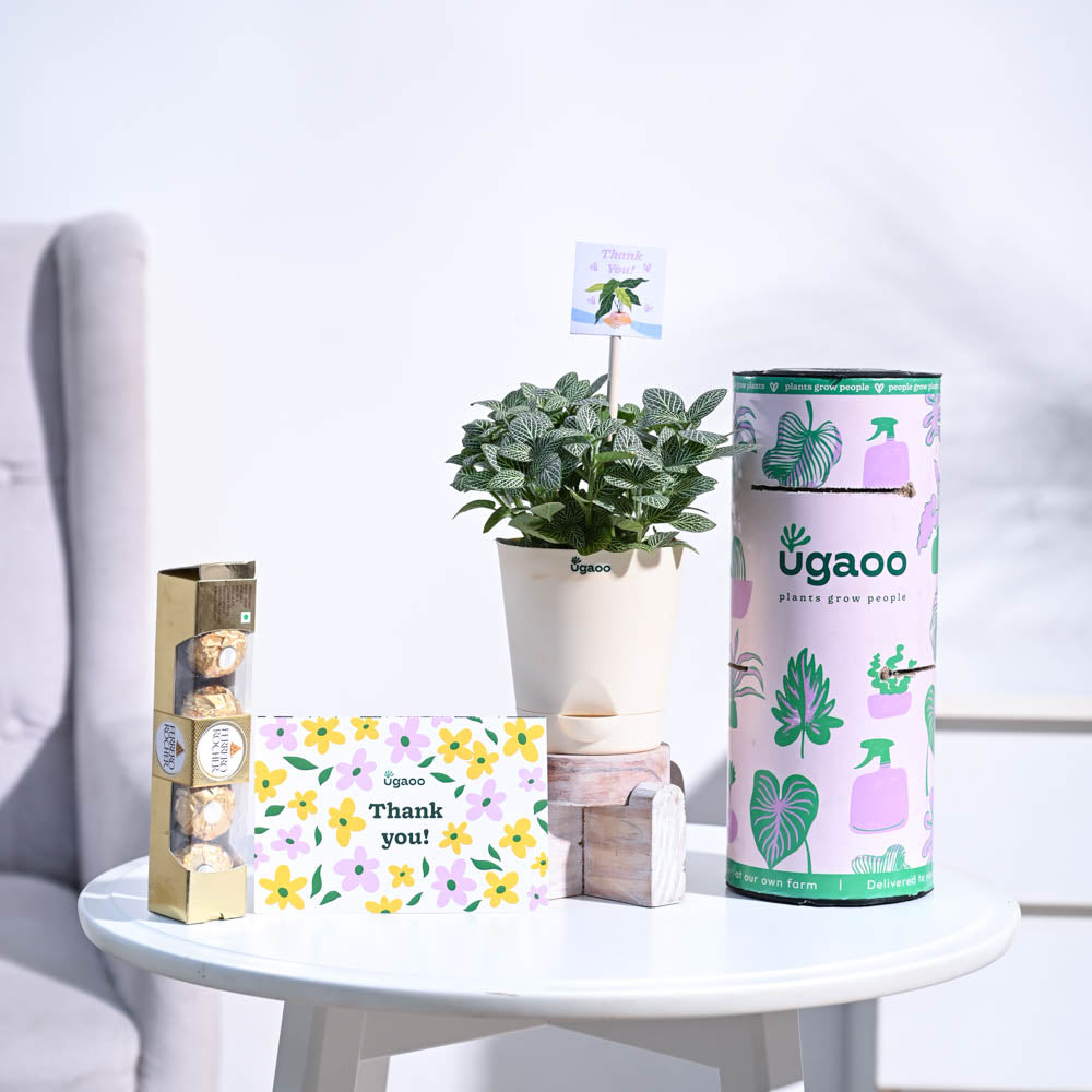 Ugaoo Fittonia Green Thank you Gift Hamper - view 3