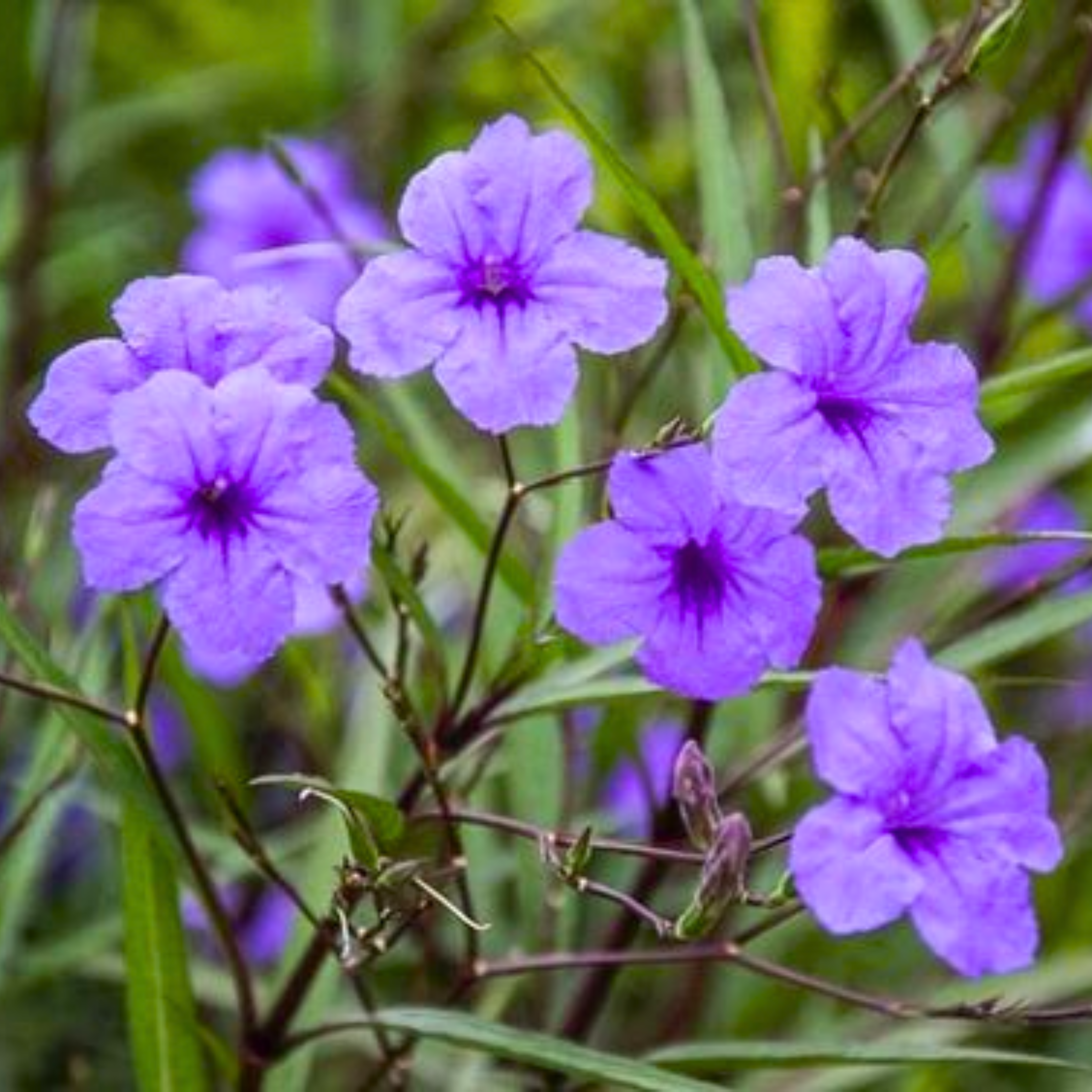 MR Meadow Weed (Ruellia tuberosa) Flowering Live Plant