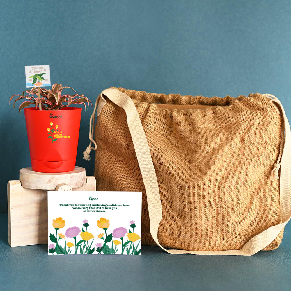 Ugaoo Earth Star Plant and Eco Goodies Bag - view 2