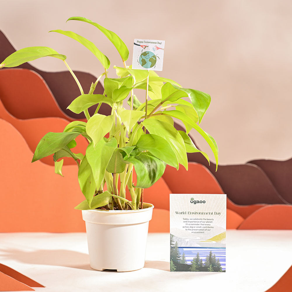 Ugaoo Philodendron Ceylon Golden Plant For Environment Day Gifting - view 33