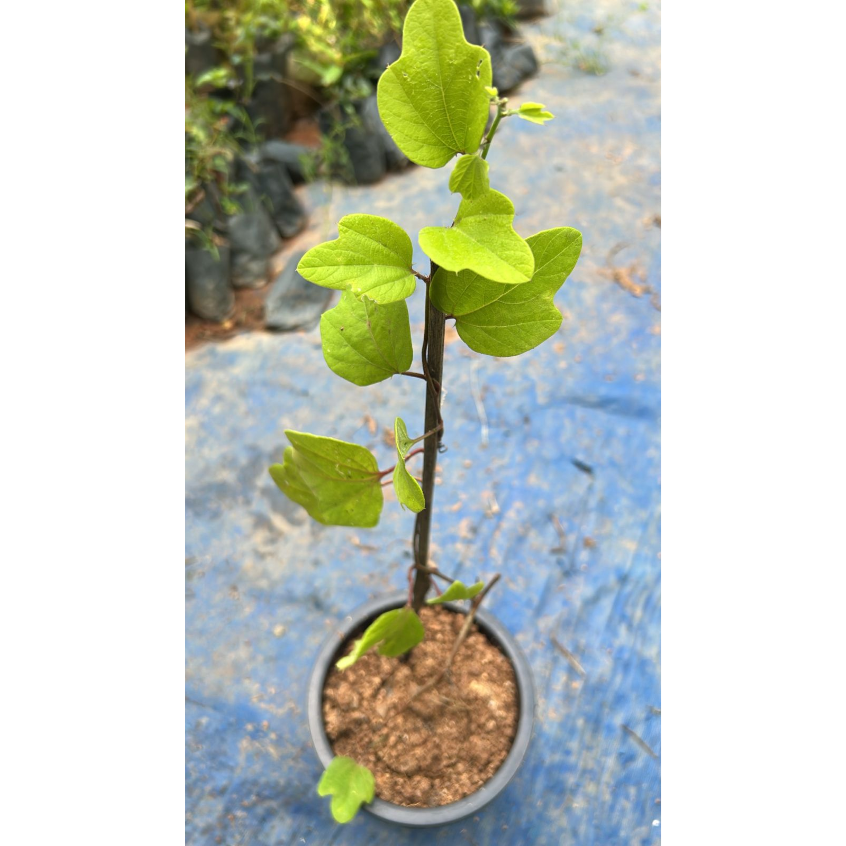 MR Passiflora holosericea (Krishna Kamal) Yellow Flowering Live Plant - view 5