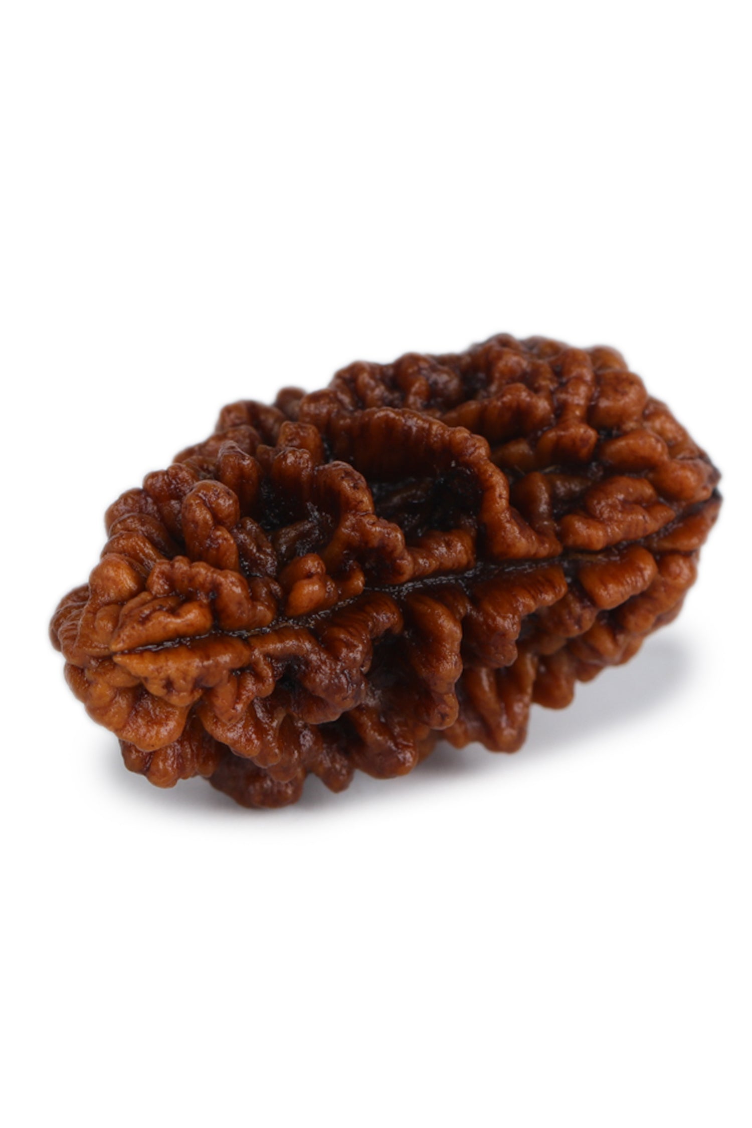 Studio Vaidik 1 mukhi Natural Rudraksha - view 2
