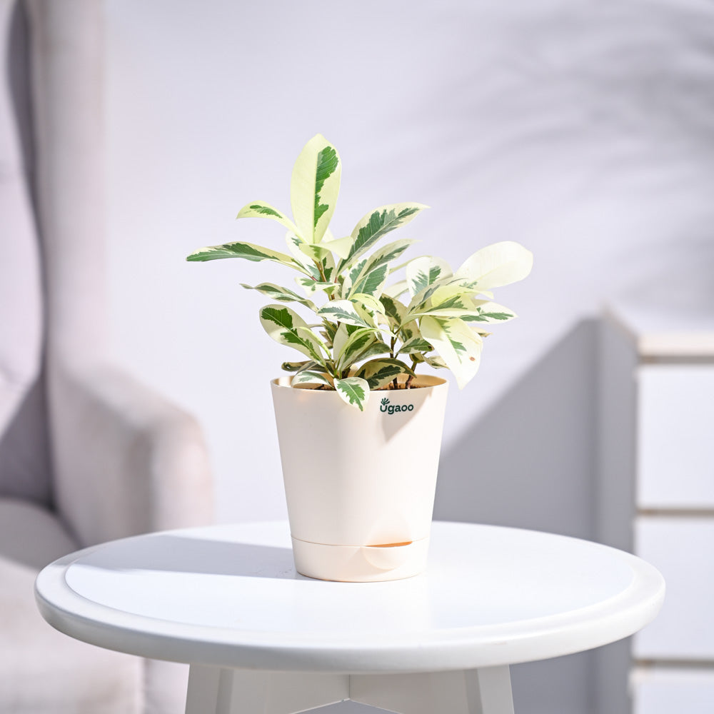 Ugaoo Ficus Prestige Plant - view 71