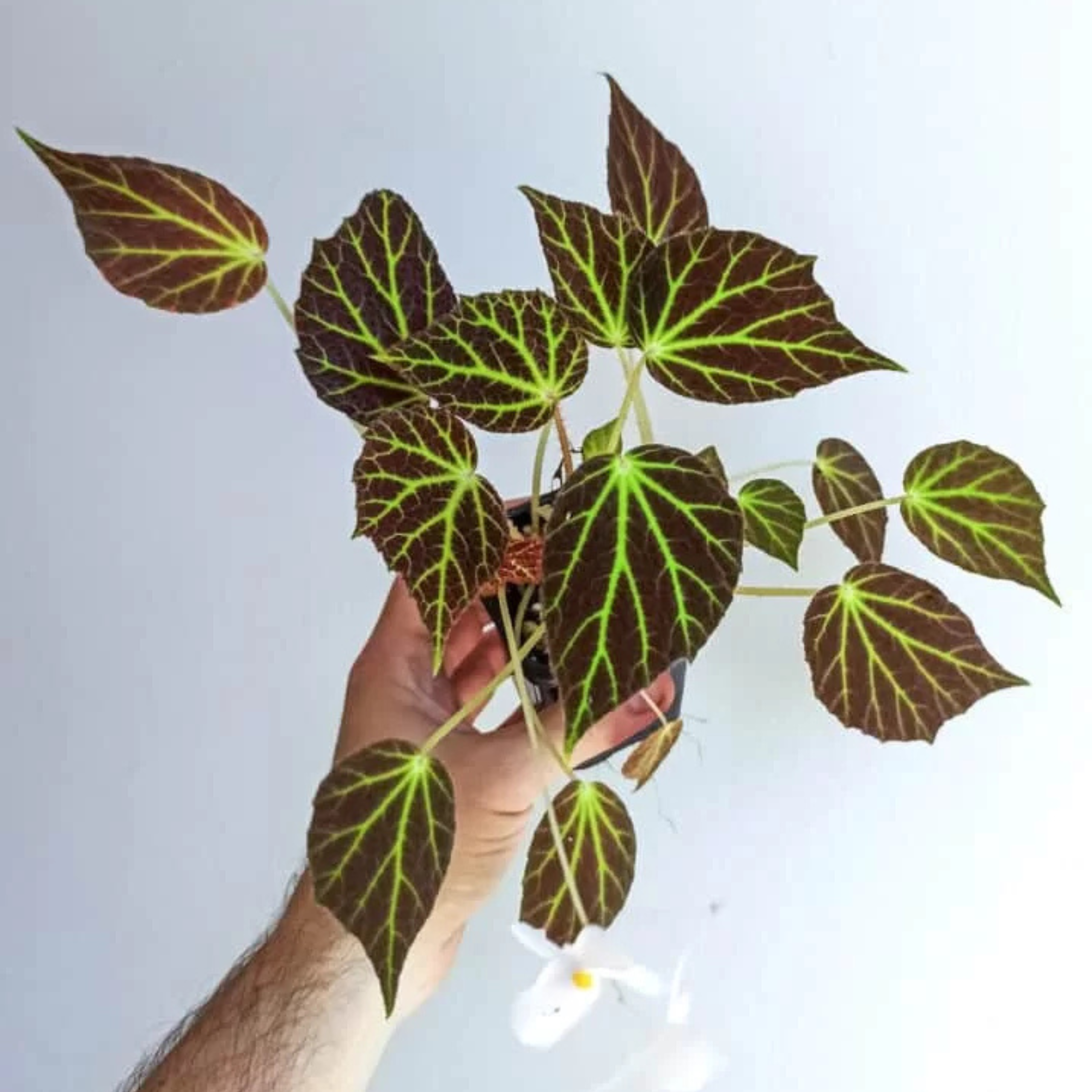 DZ Giant's Toenail Begonia Indoor / Outdoor Live Plant