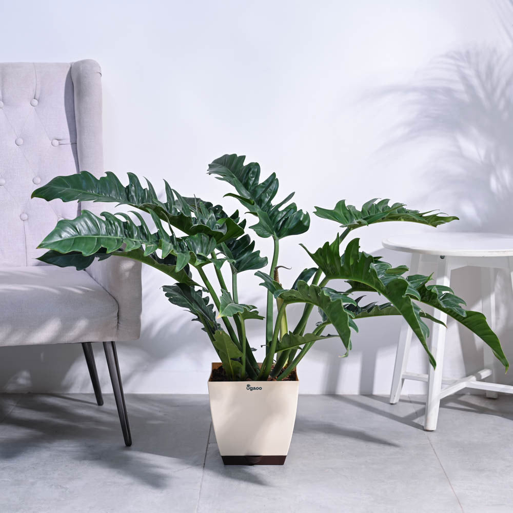 Ugaoo Philodendron Pluto Green XL
