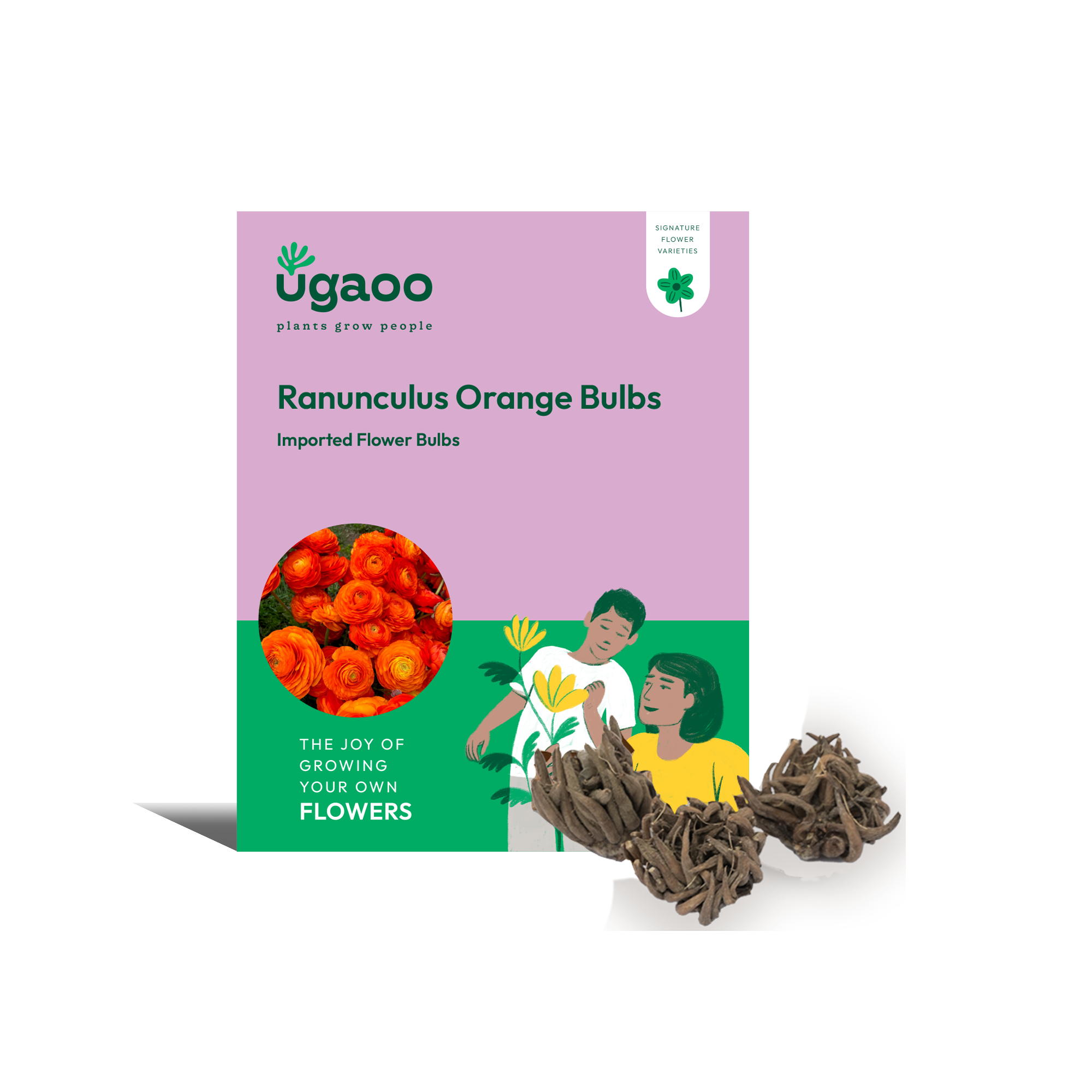 Ugaoo Ranunculus Orange Bulbs
