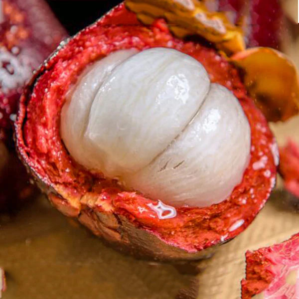 MR Mangosteen Fruit Live Plant (Garcinia Mangostana)