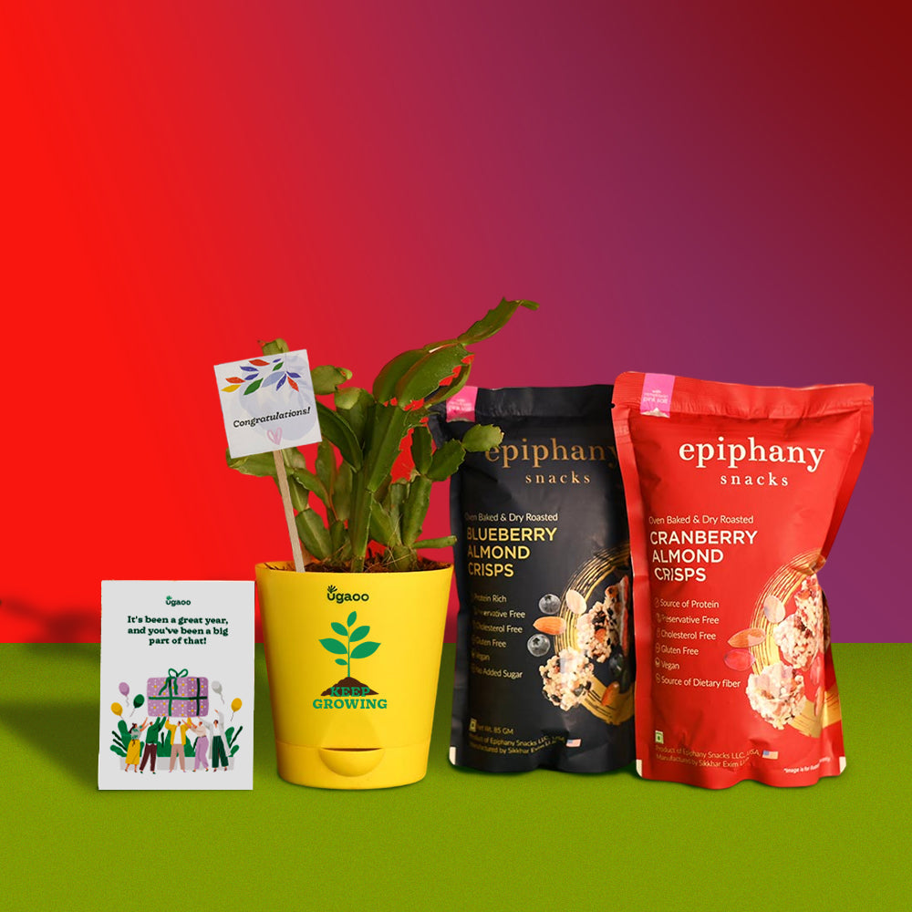Ugaoo Celebration with Plant & Crisps