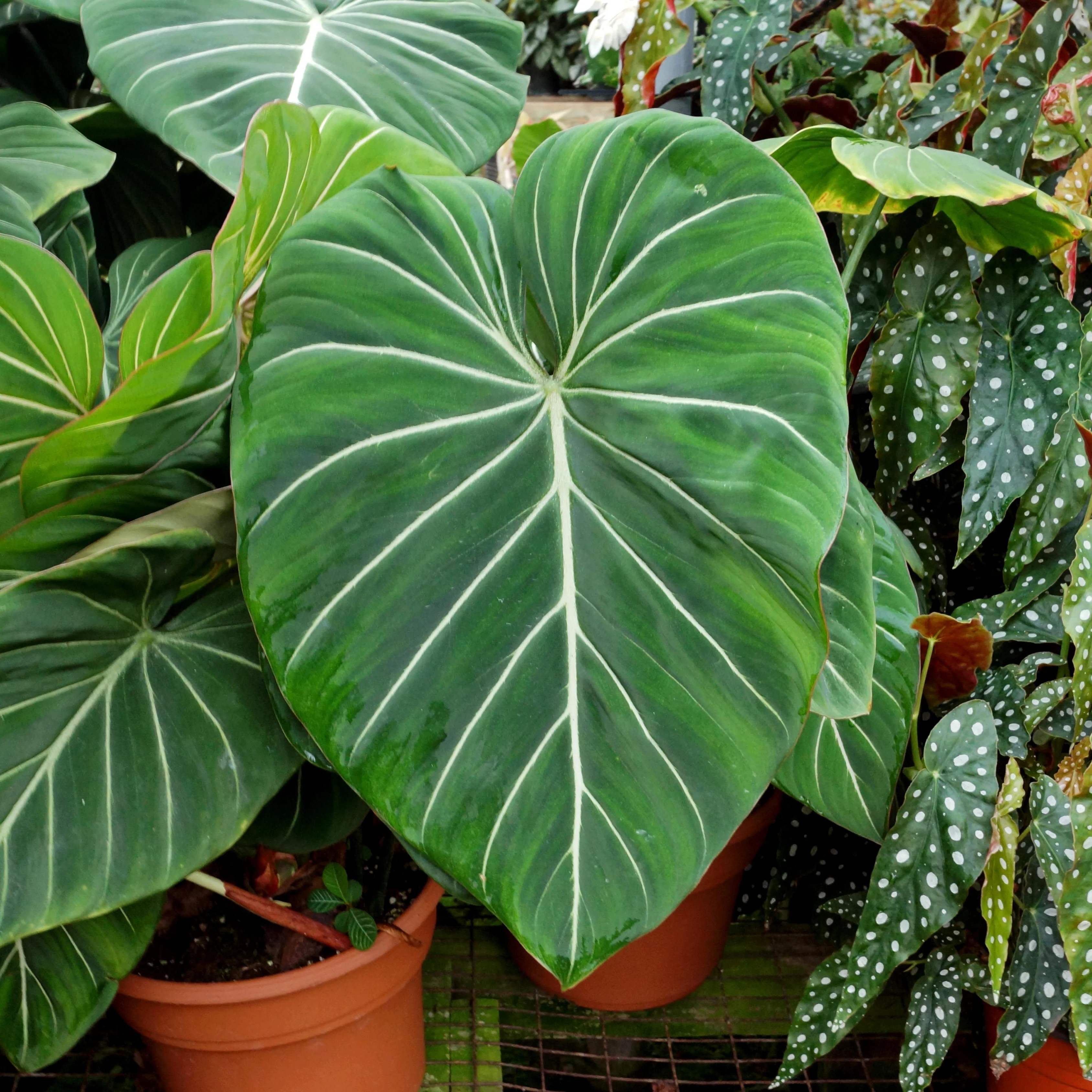 DZ Philodendron Gloriosum Indoor/Outdoor Live Plant