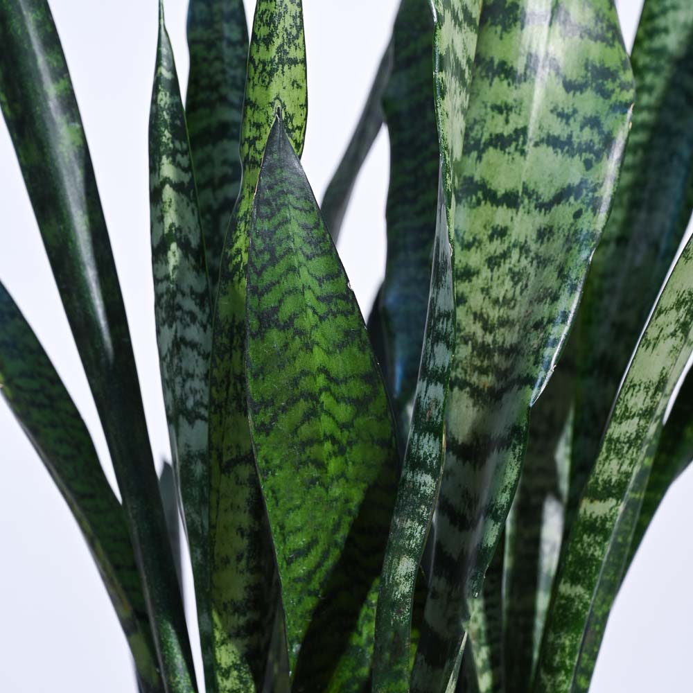 Ugaoo Sansevieria Zeylanica - XL - view 2