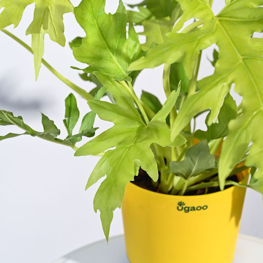 Ugaoo Philodendron Selloum Golden Plant - view 8