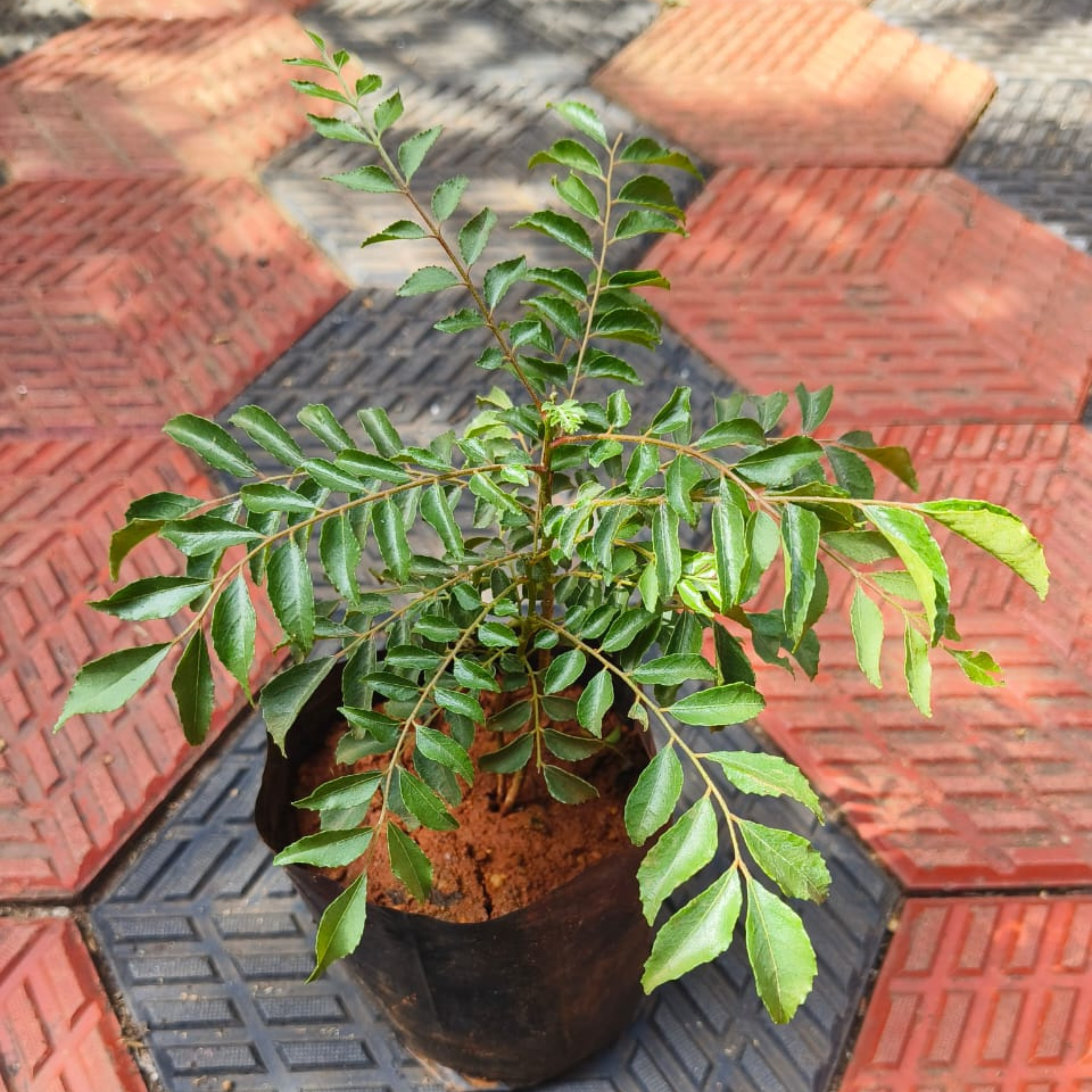 DZ Chinese Curry Leaves Live Plant