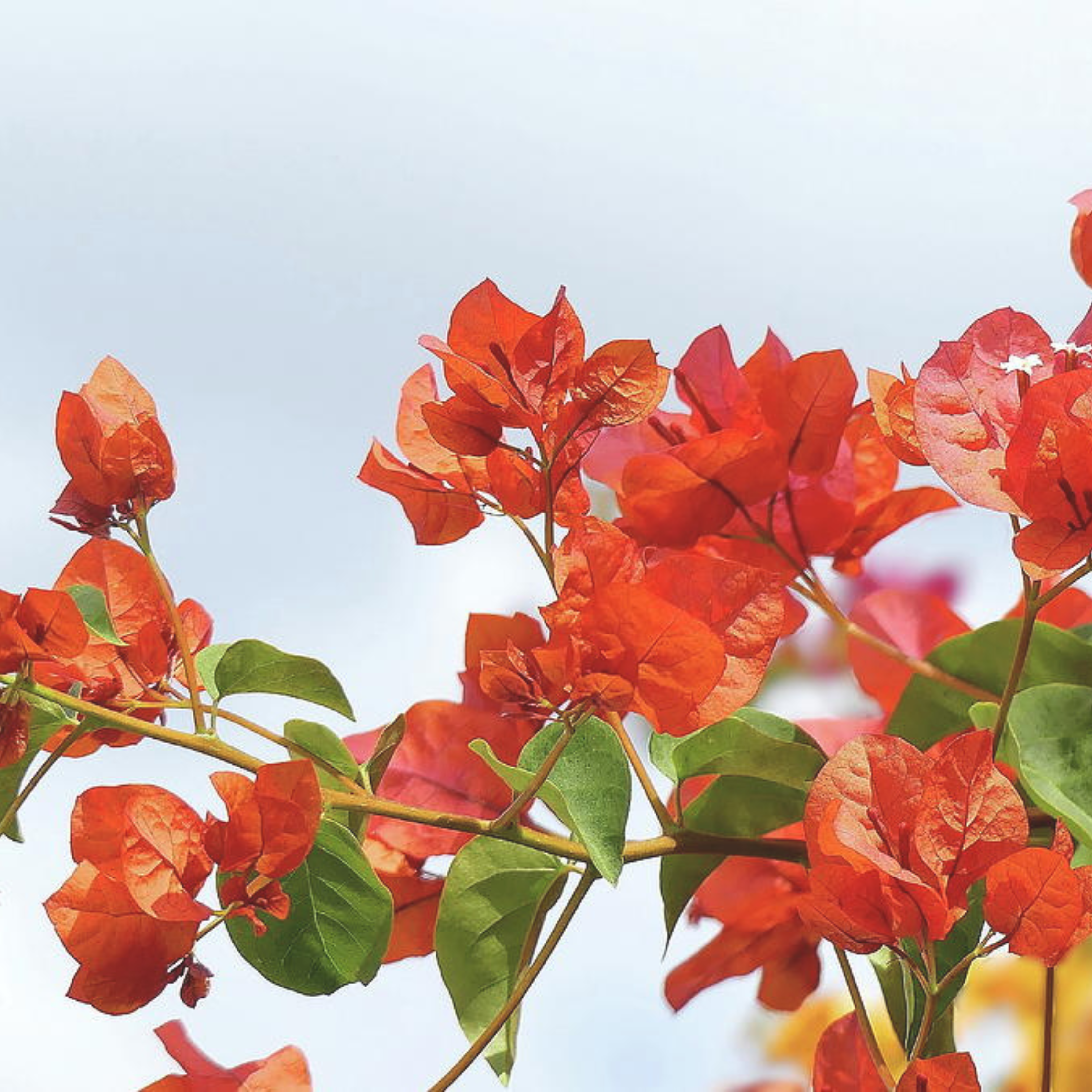 MR Bougainvillea Orange Creeper (Paper Flower) Flowering Live Plant