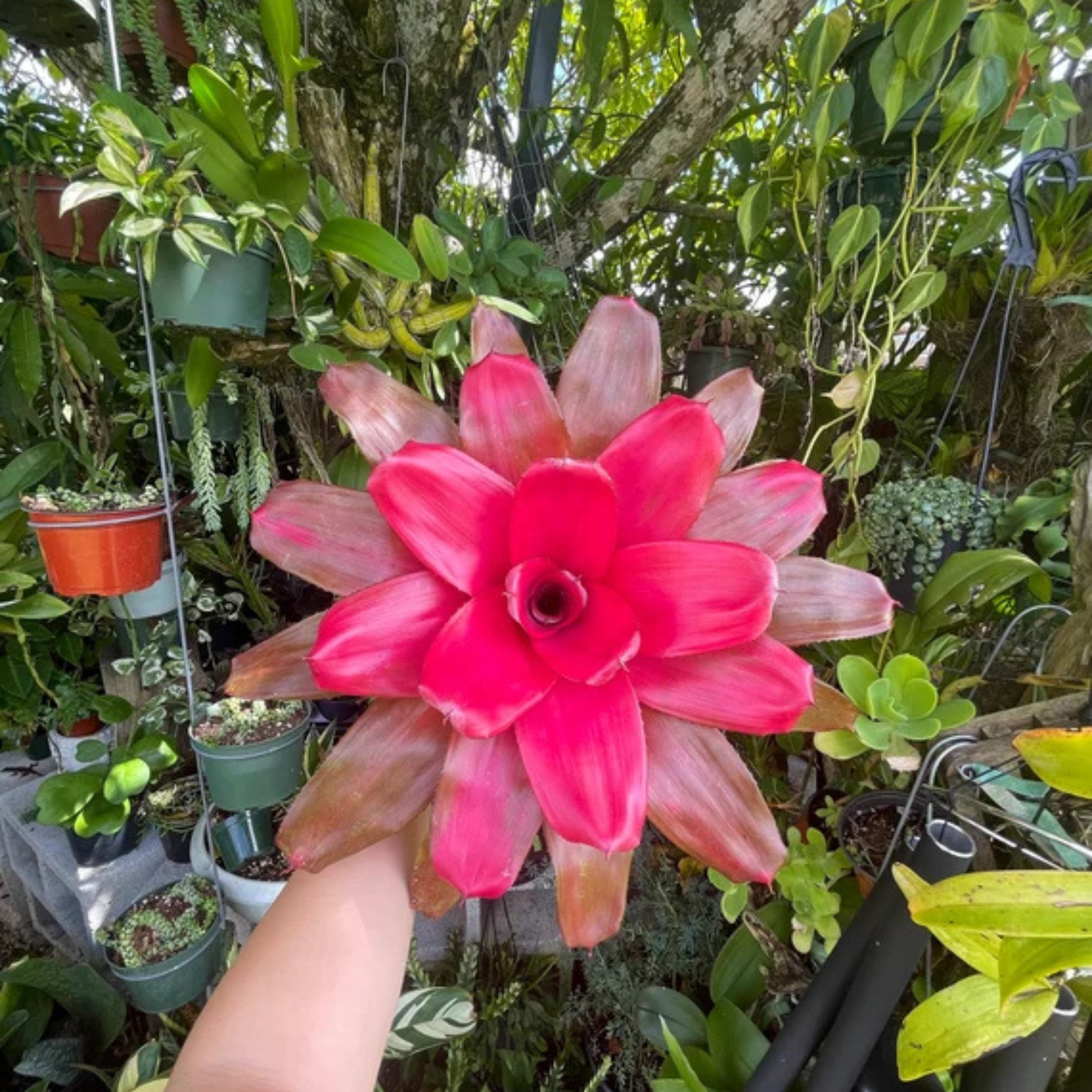 DZ Bromeliad Neoregelia Magali Indoor/Outdoor Live Plant - view 4