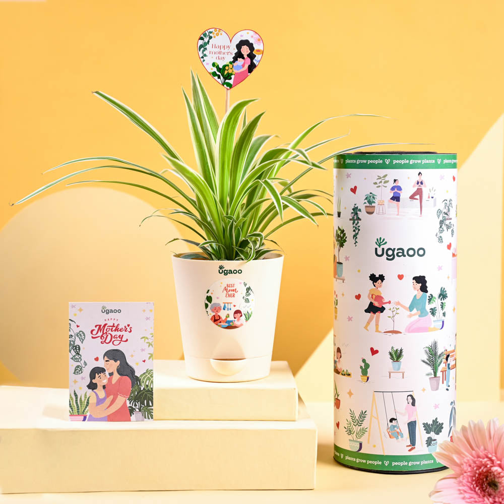 Ugaoo Spider Plant For Mother's Day Gifting
