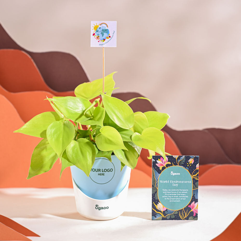 Ugaoo Philodendron Oxycardium Golden Plant For Environment Day Gifting - view 20