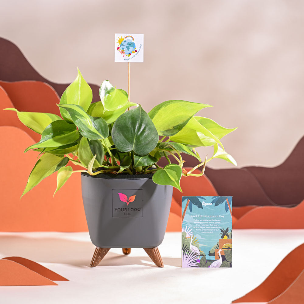 Ugaoo Philodendron Brasil Plant For Environment Day Gifting
