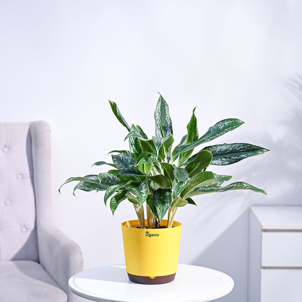 Ugaoo Aglaonema Queen Plant - view 17