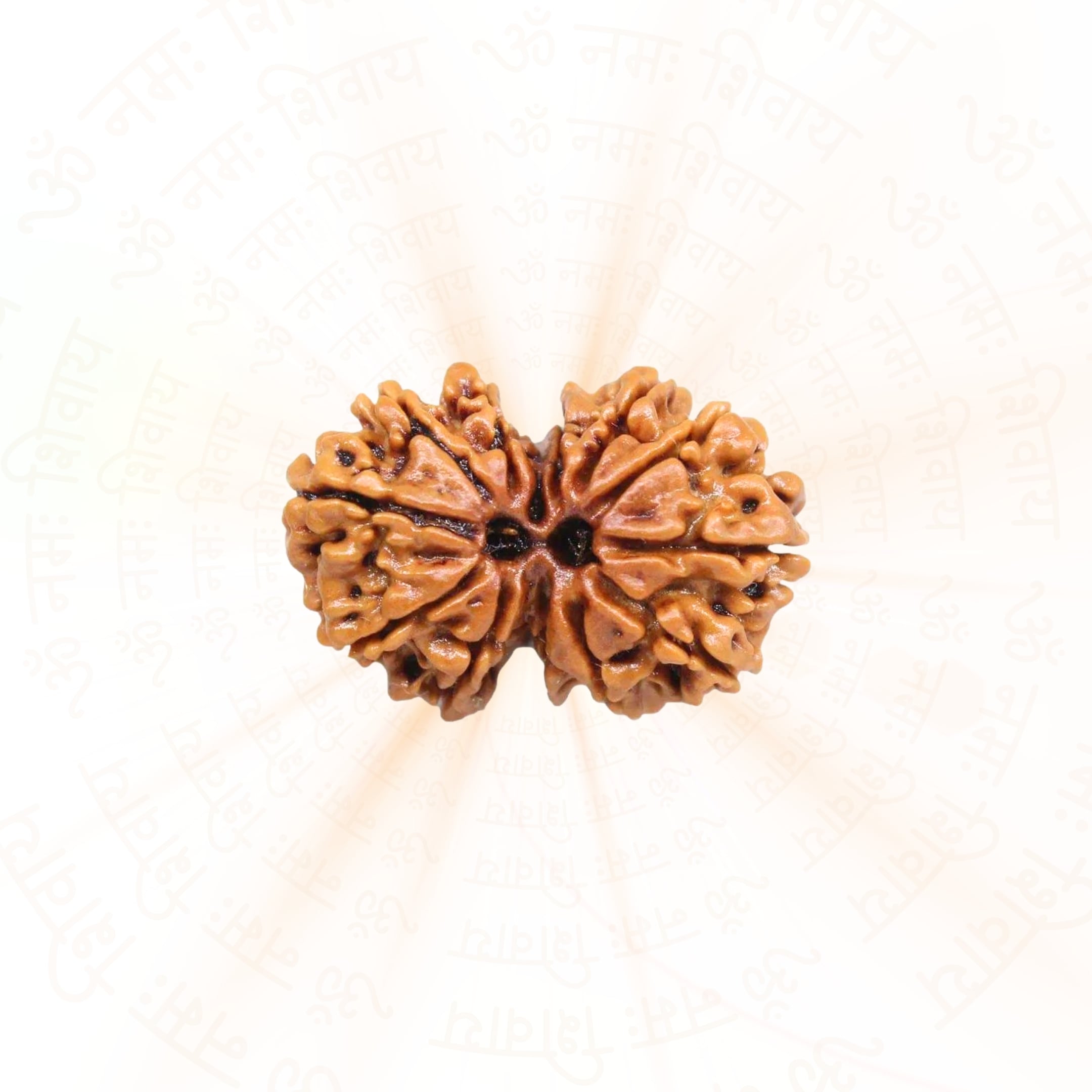 Prinjal Jewellers Gauri Shankar Rudraksha (Nepali)