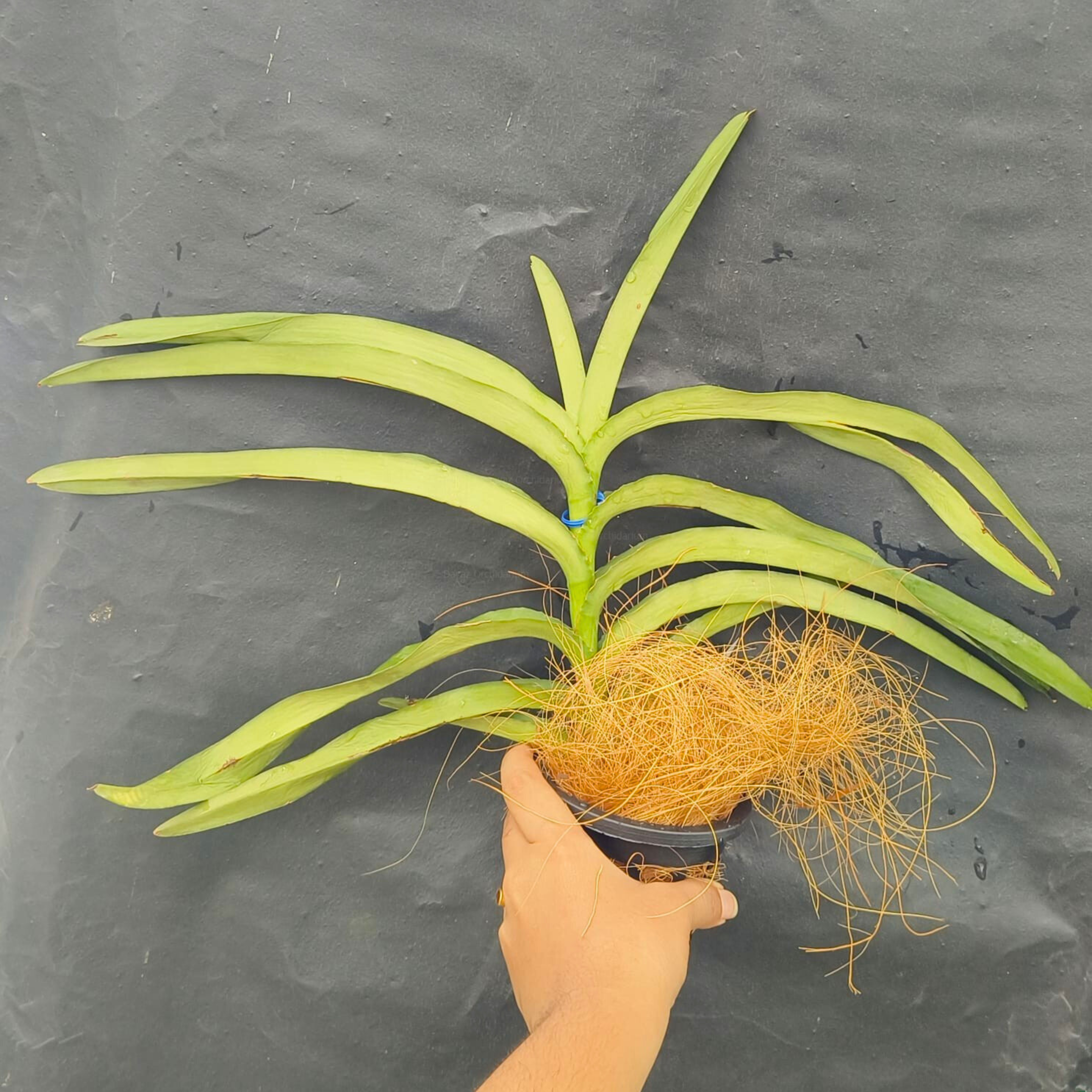 DZ Mokara Purple 'V'
