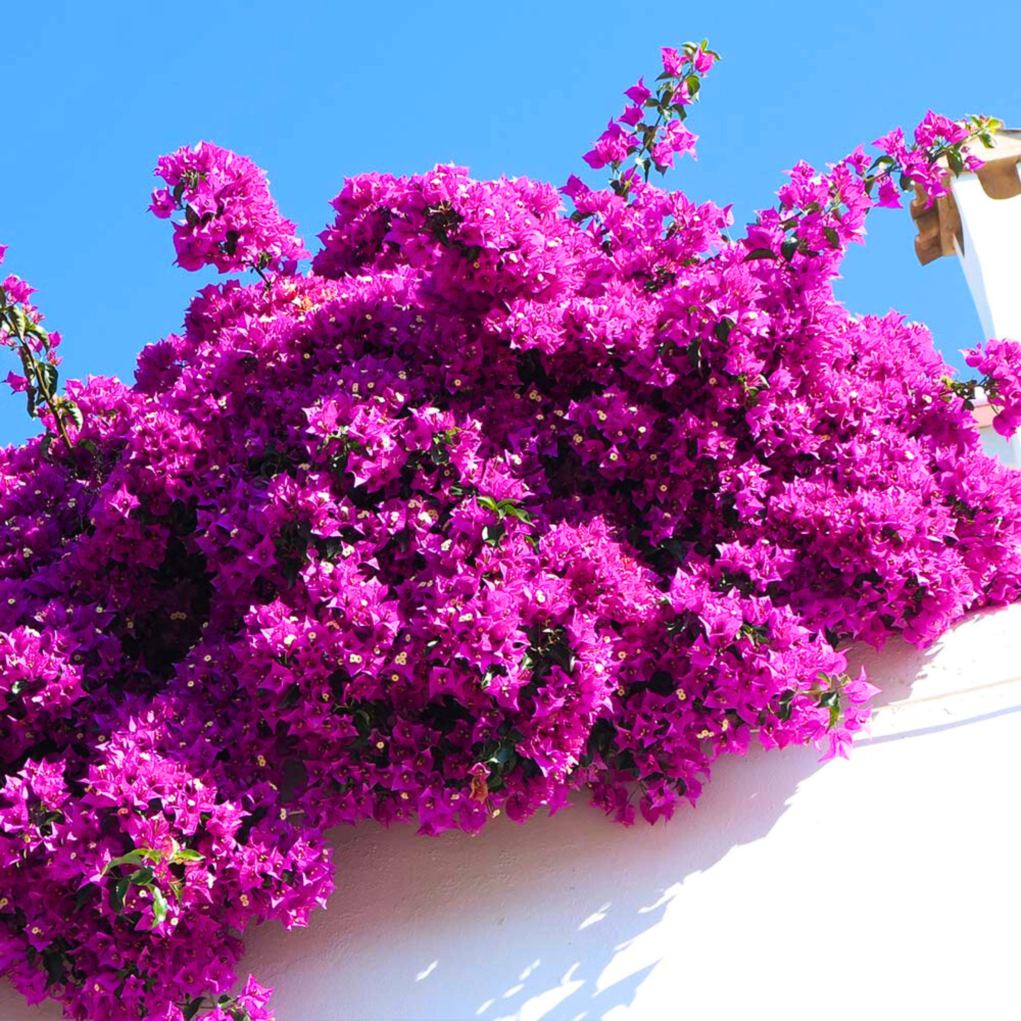 MR Bougainvillea Purple Creeper (Paper Flower) Flowering Live Plant - view 2