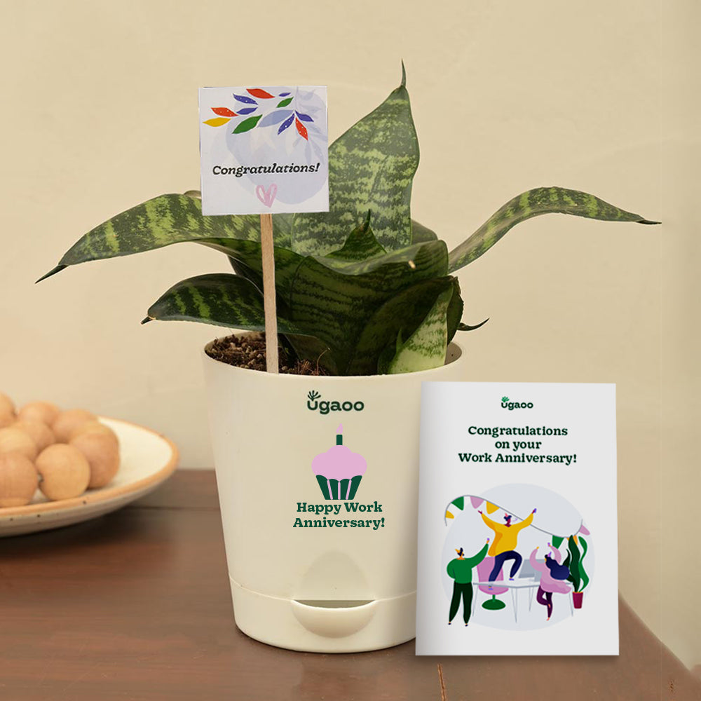 Ugaoo Snake Plant Green Corporate Gift Hamper
