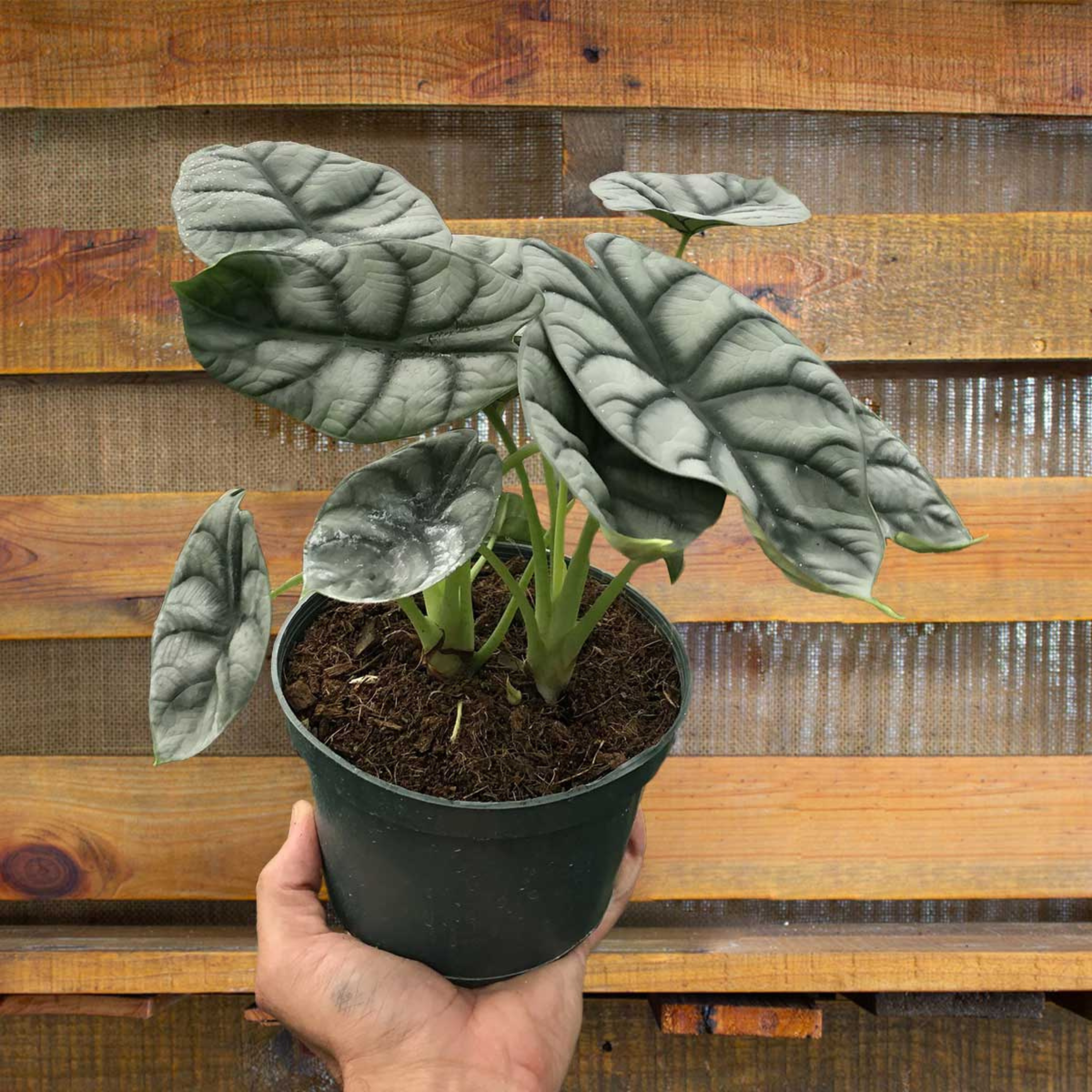 DZ Alocasia Silver Dragon Big Indoor / Outdoor Live Plant - view 3