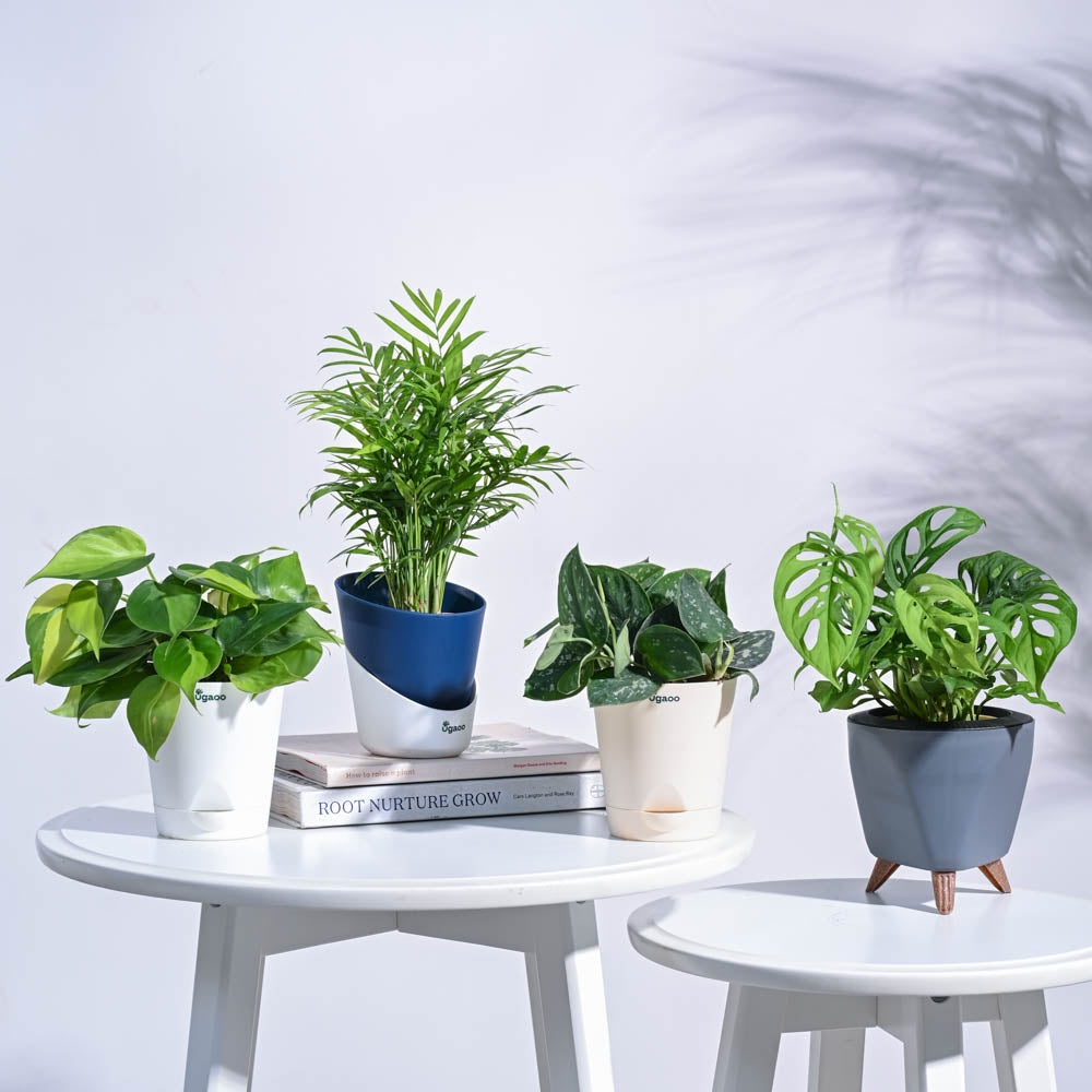 Ugaoo Tropical Wonder Indoor Plant Bundle