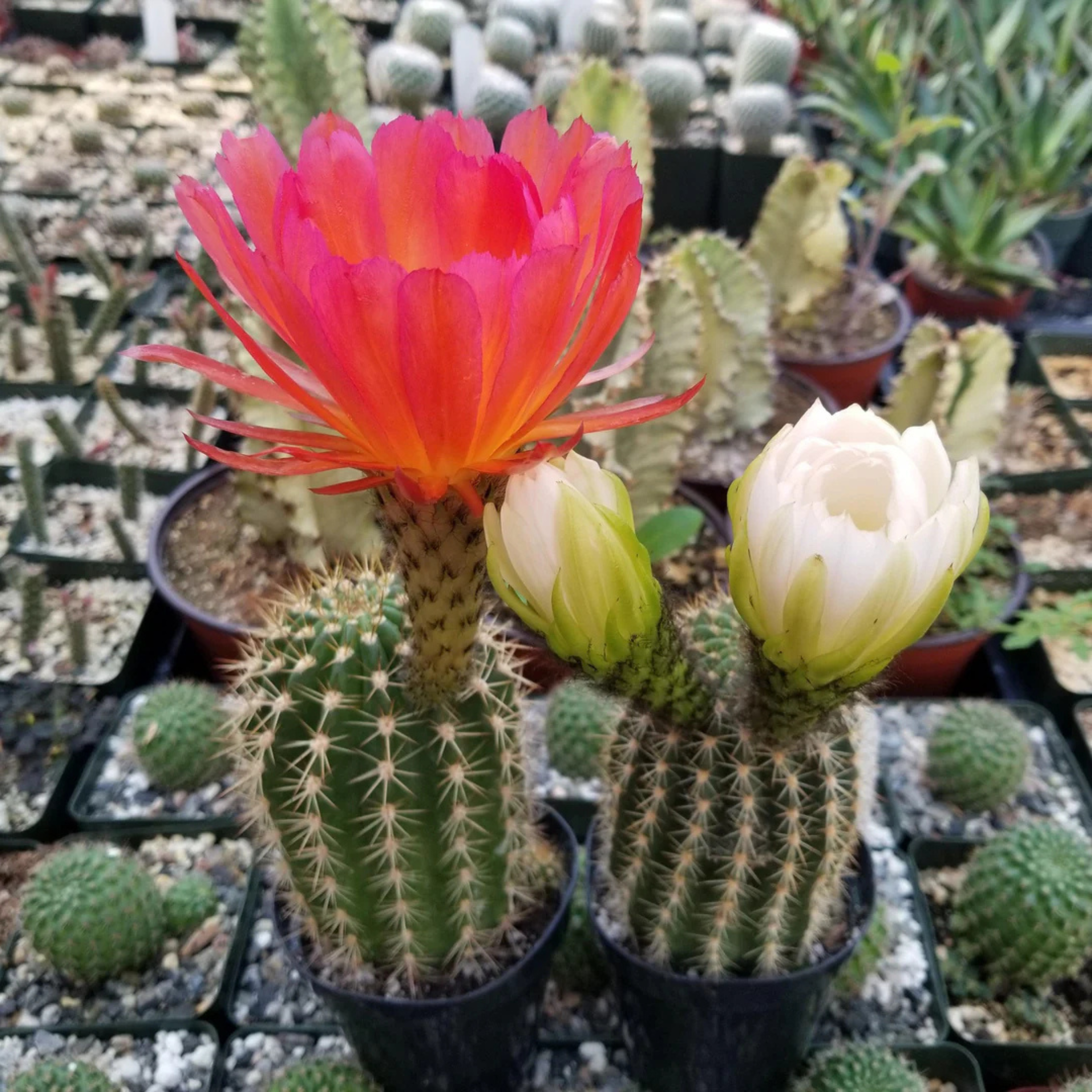 DZ Trichocereus Grandiflorus Cactus
