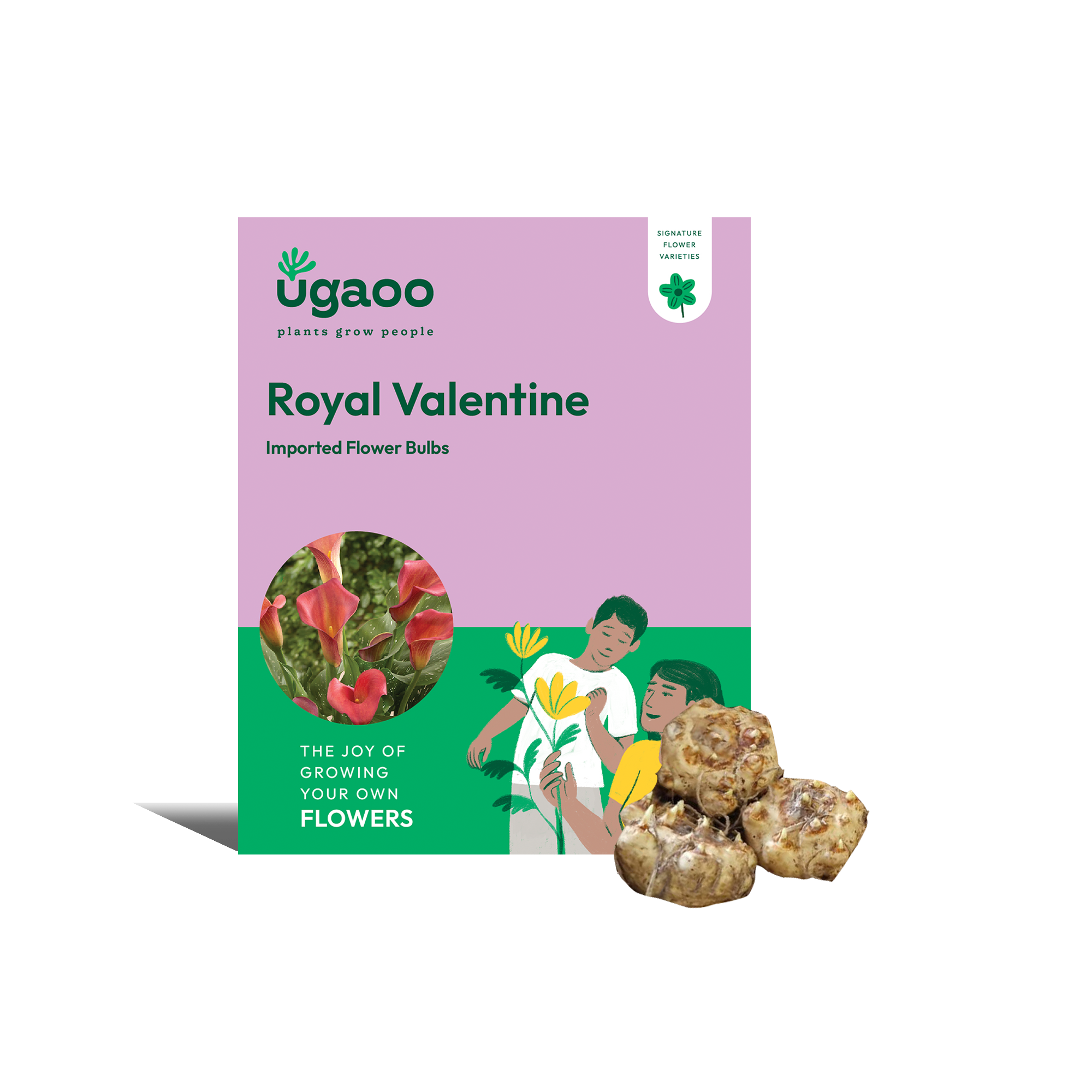 Ugaoo Calla Lily - Royal Valentine Bulbs