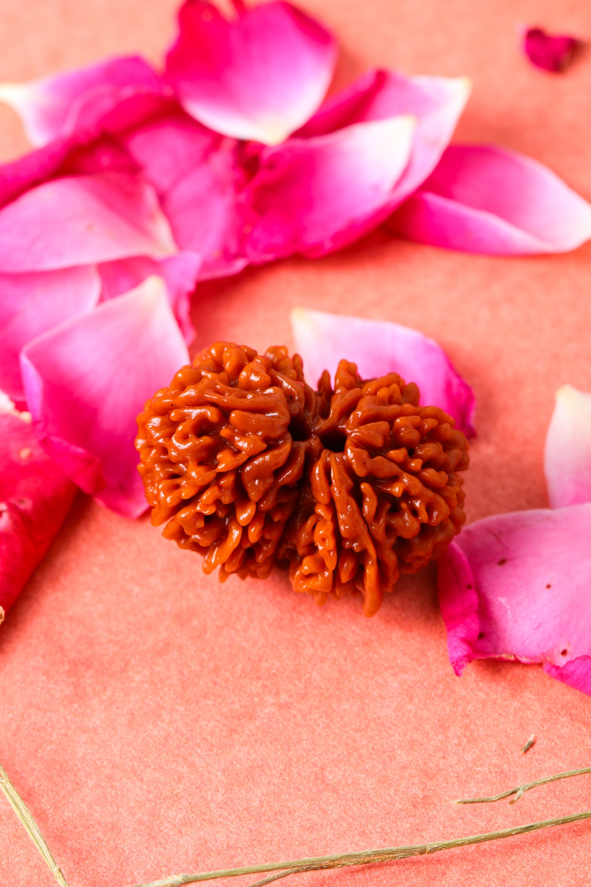 Studio Vaidik Gauri Shankar Natural Rudraksha - view 2