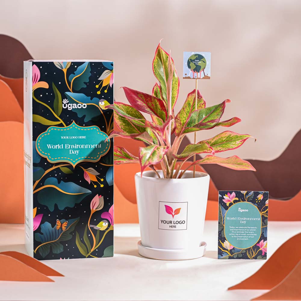 Ugaoo Aglaonema Red Plant For Environment Day Gifting - view 67