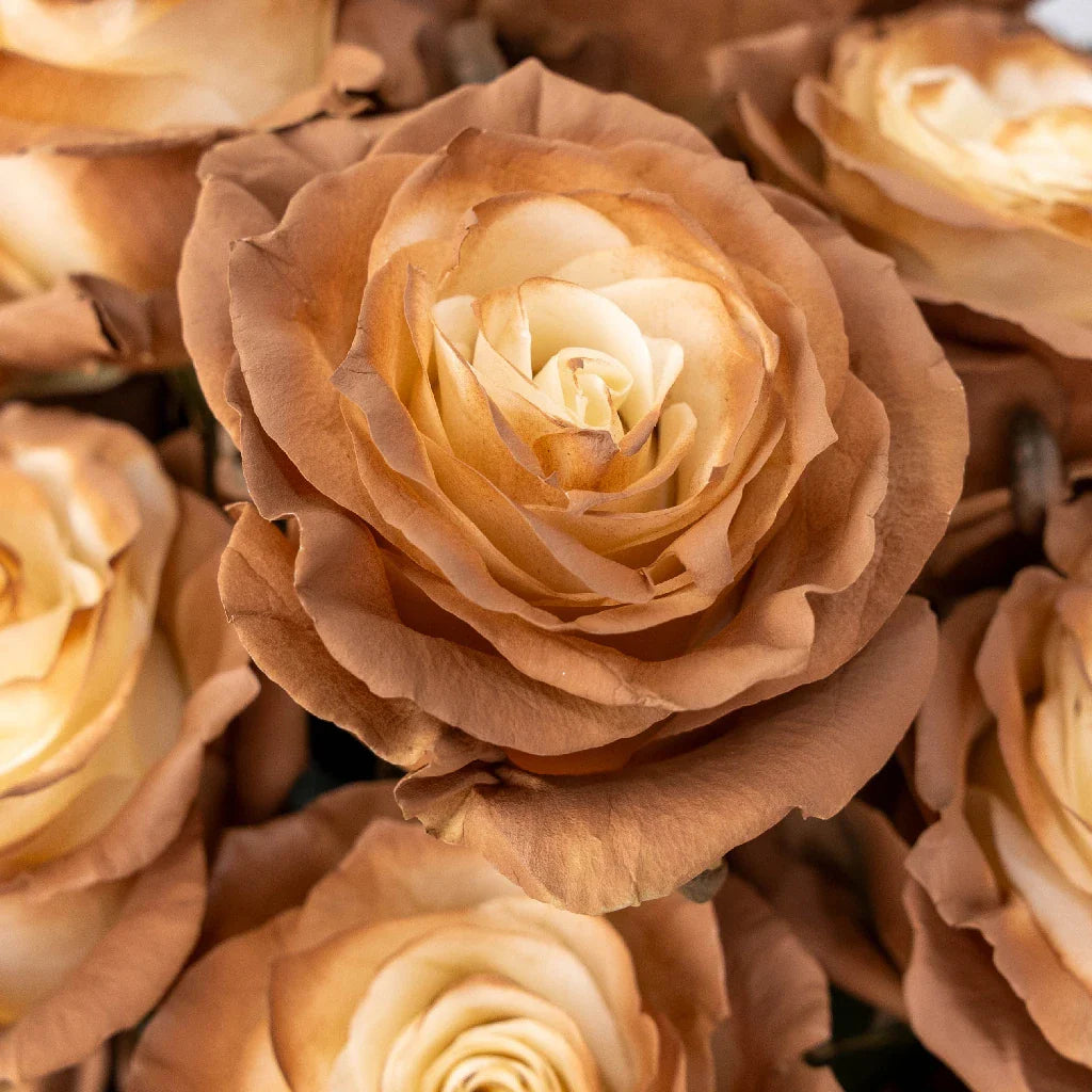 FiftyFlowers Mocha Brown Tinted Roses - view 4