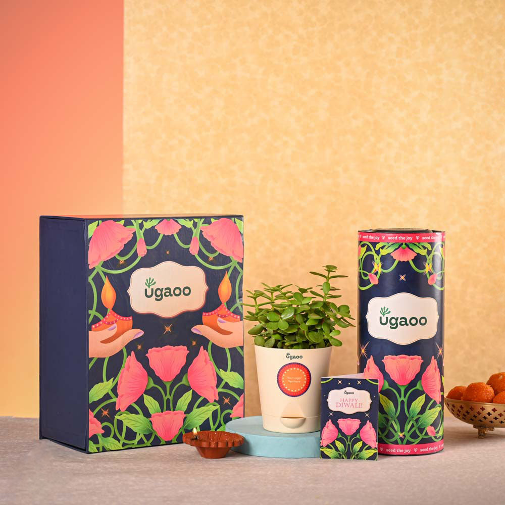 Ugaoo Jade Mini Plant & Phool Stick Box Diwali Gift Hamper - view 2