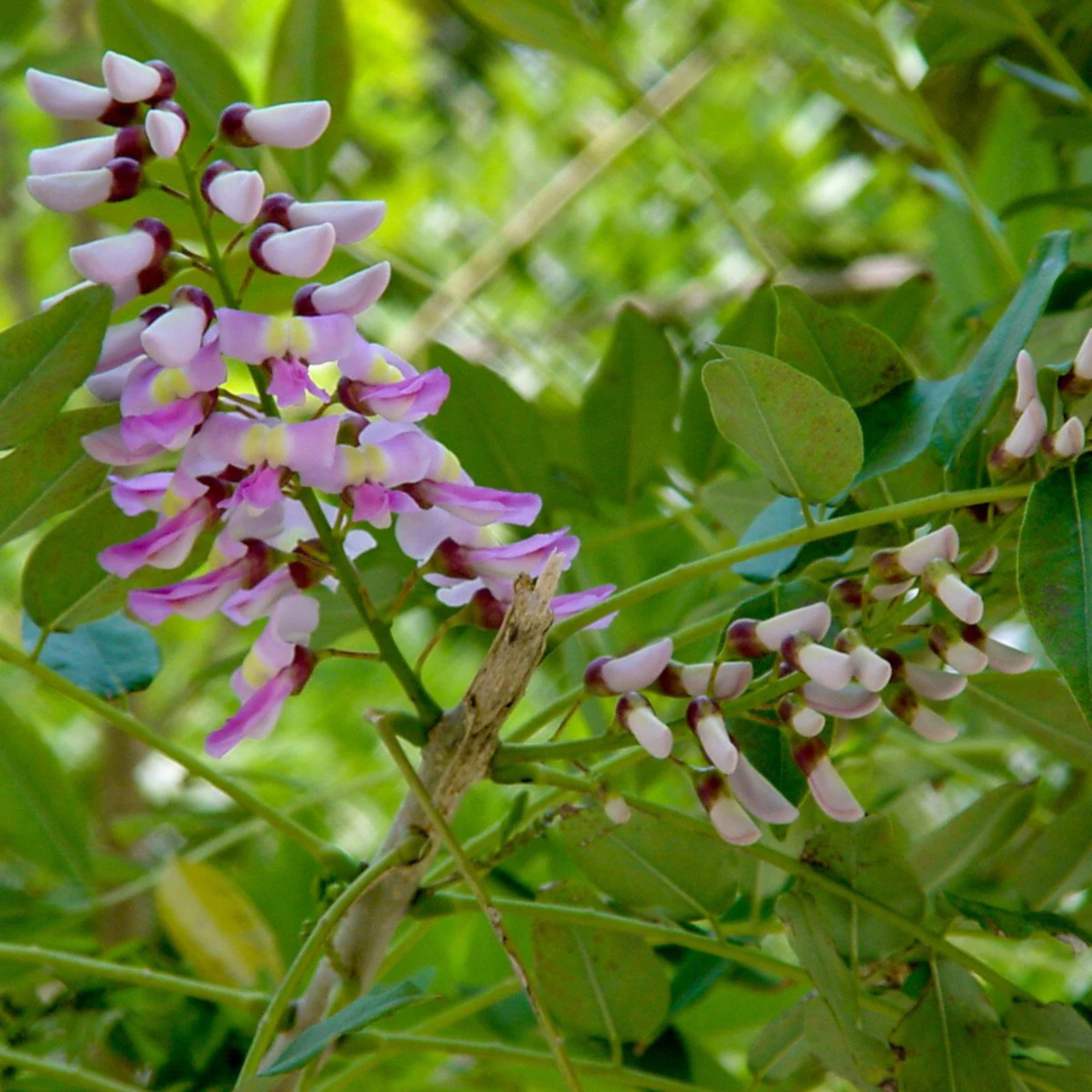 MR Mexican Lilac (Gliricidia sepium) Rare All Time Flowering Live Plant - view 4