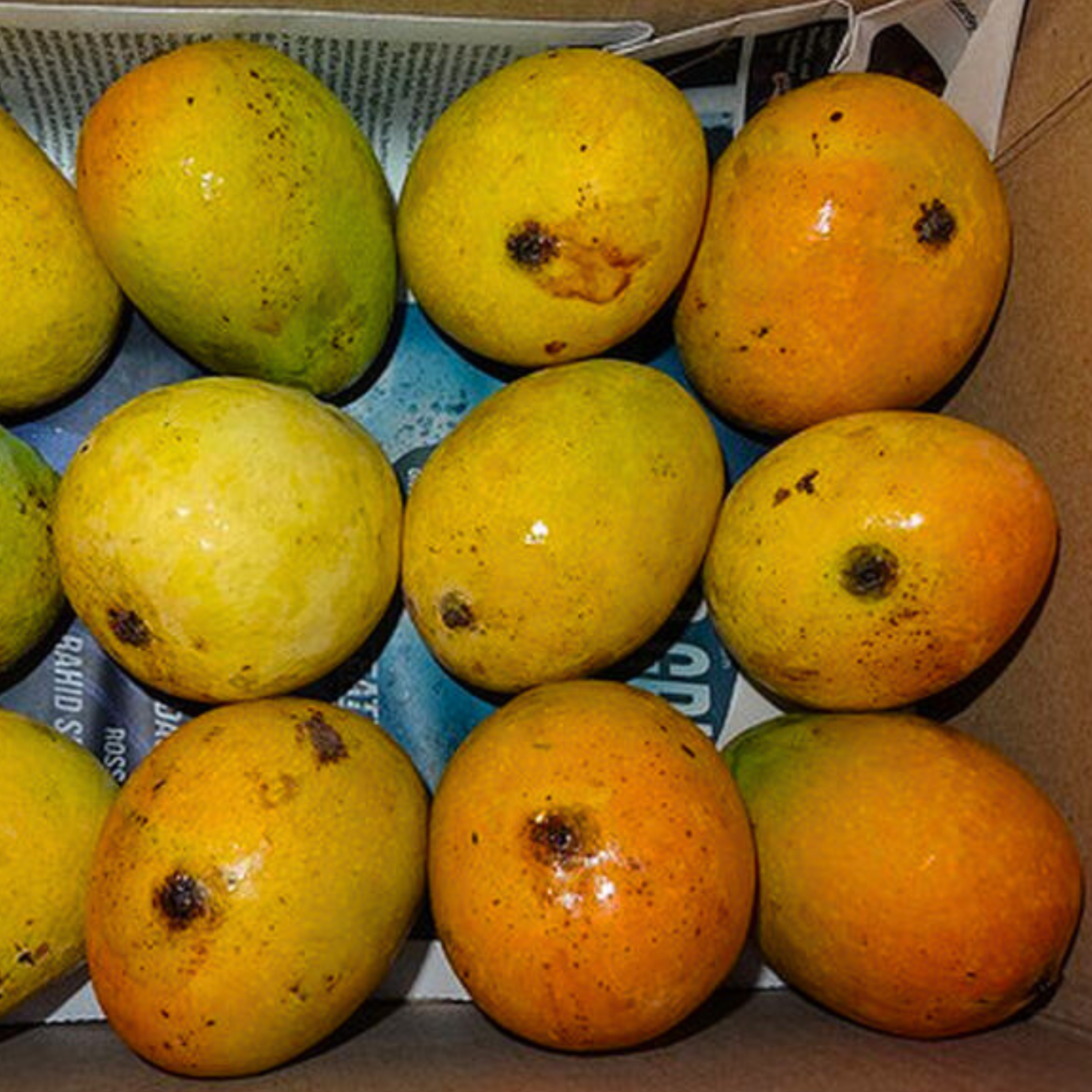 VL Mankurad Mango Grafted Live Plant