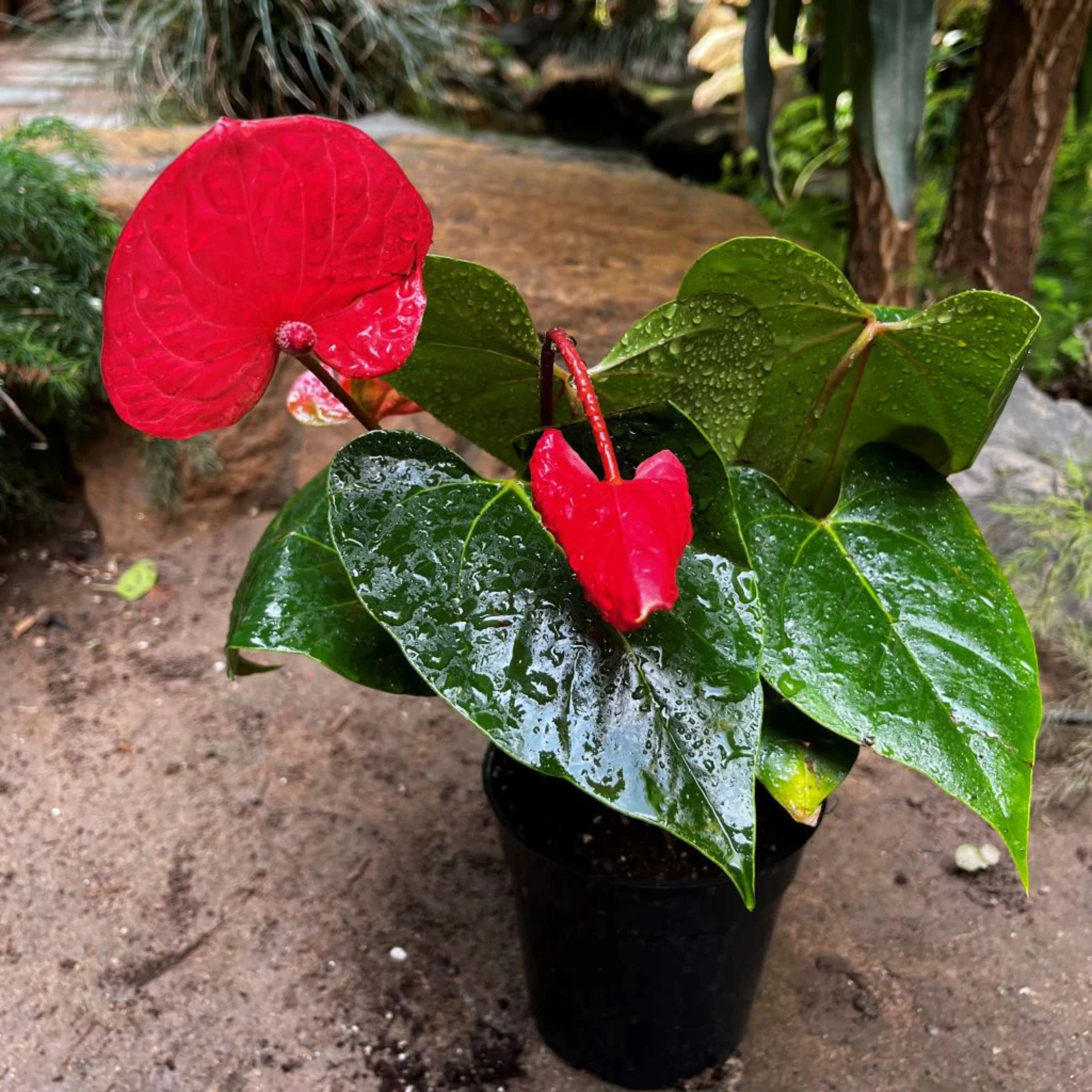 DZ Dwarf Anthurium Casanova Red Indoor/Outdoor Live Plant - view 2
