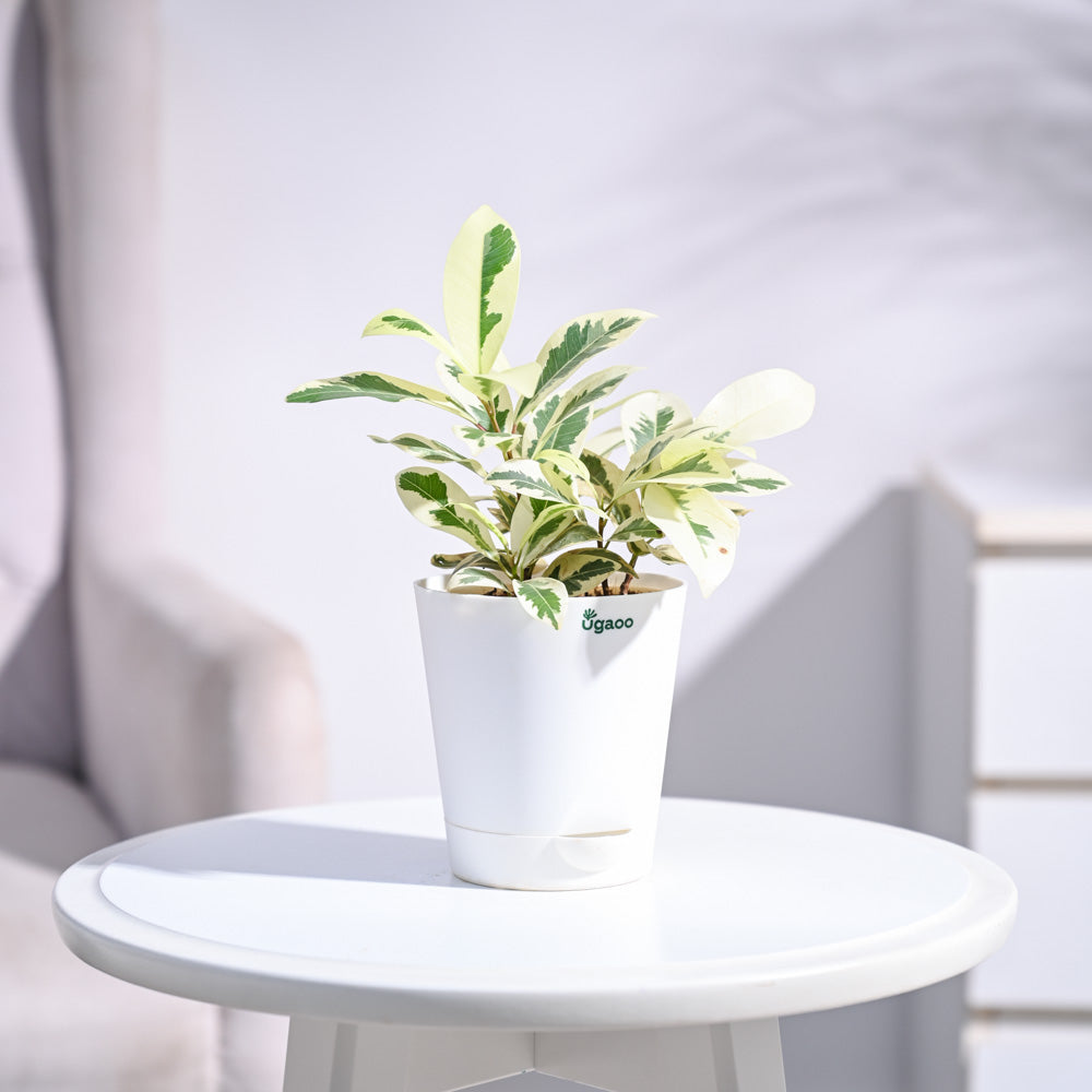 Ugaoo Ficus Prestige Plant - view 67