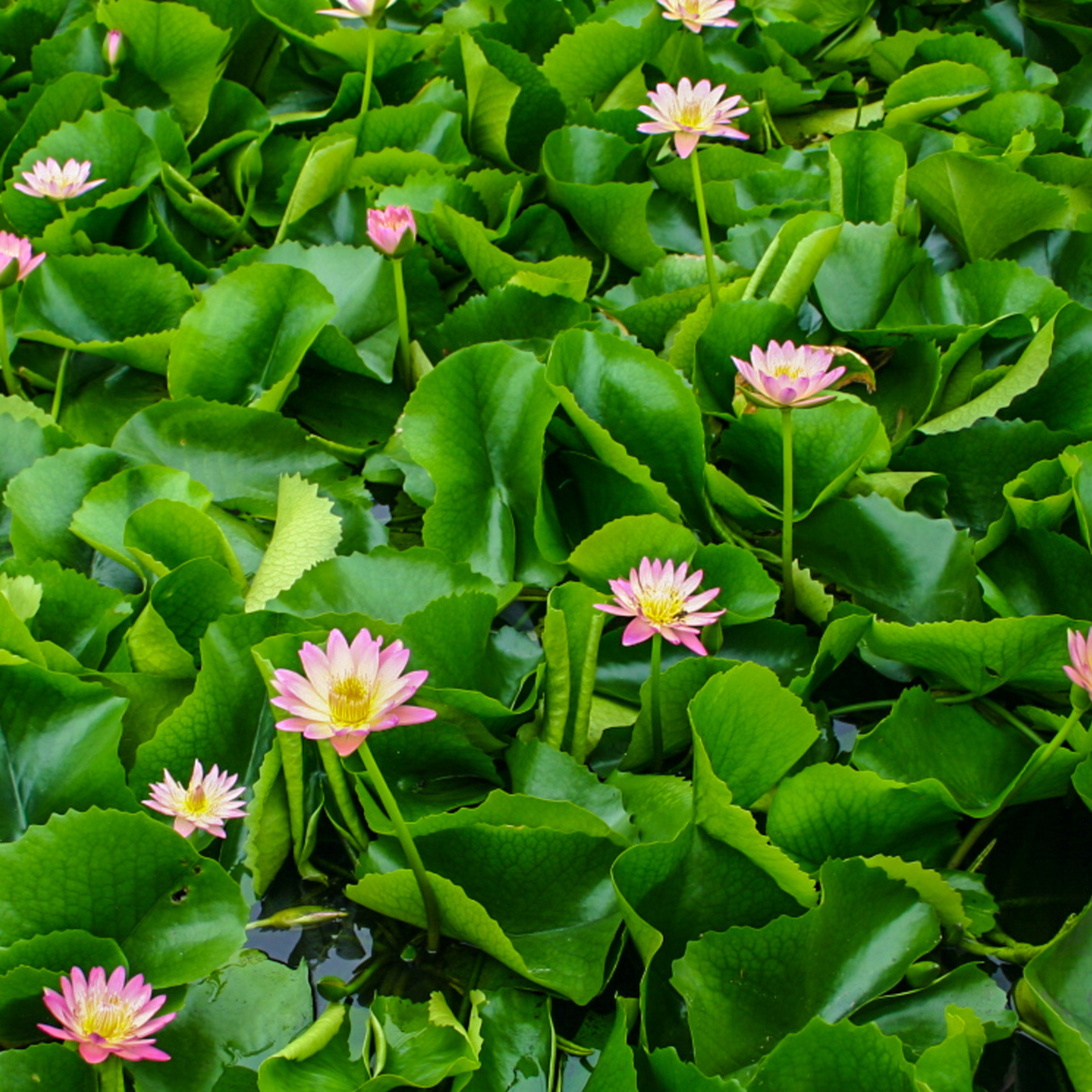 DZ Nymphaea Albert Greenberg