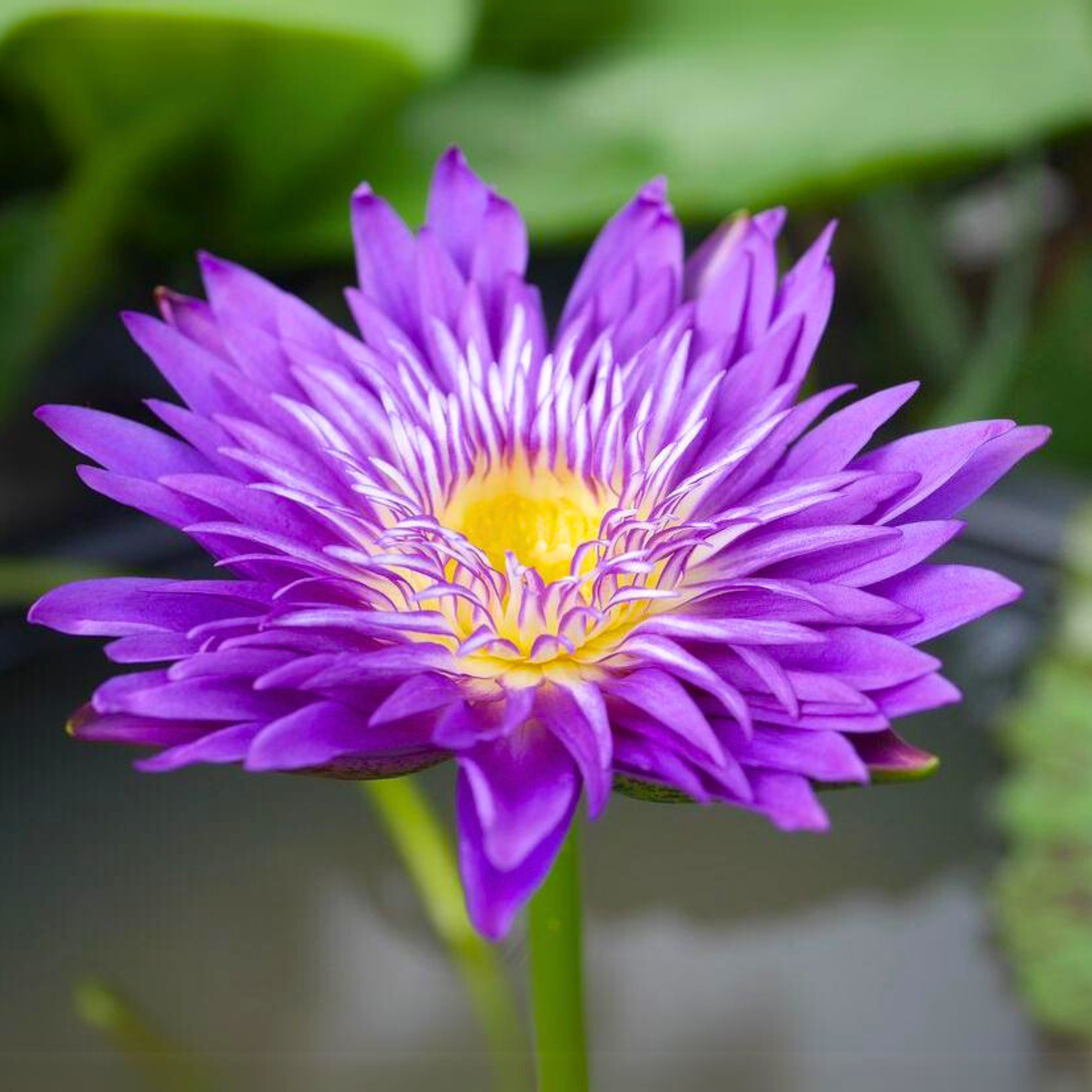 DZ Nymphaea Plum Crazy - view 2