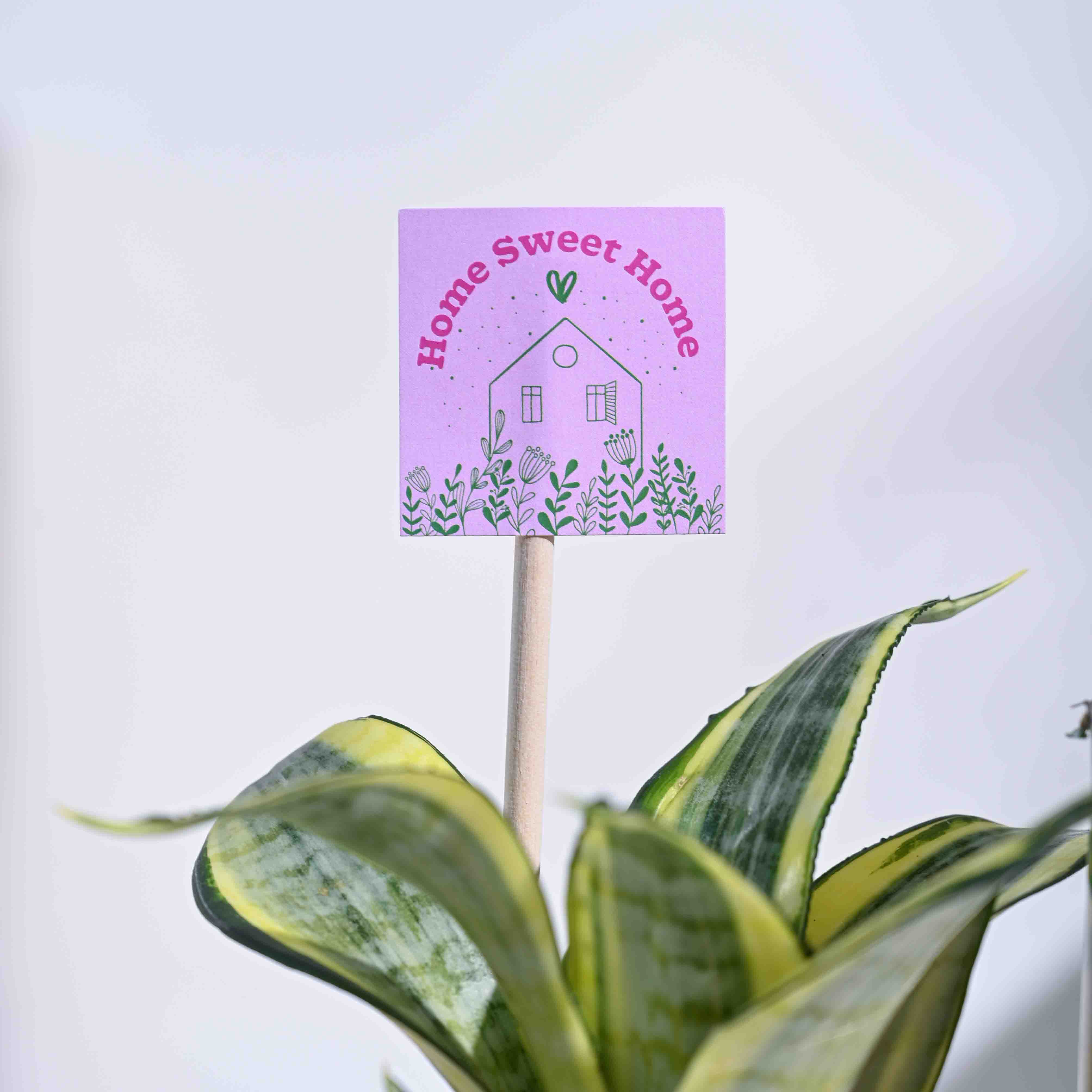 Ugaoo Snake Plant - Golden Housewarming Gift Hamper - view 5