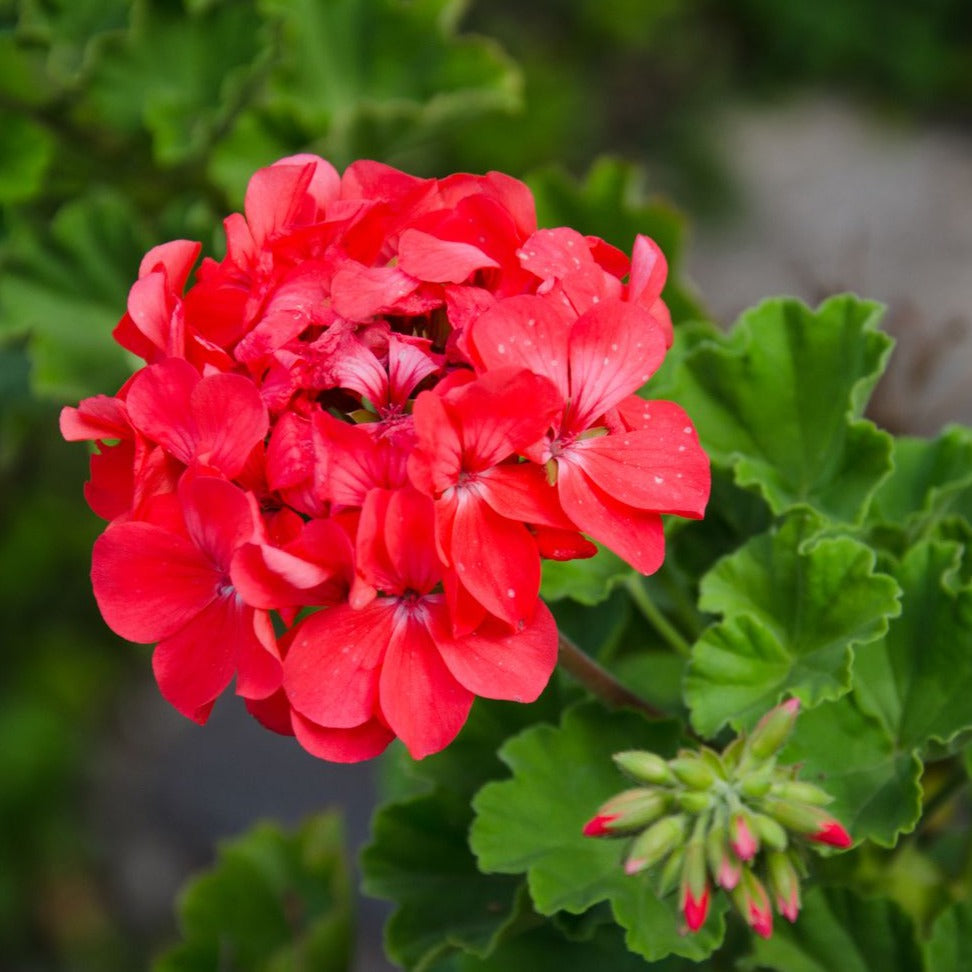 DZ Geranium Ivy Red Creeper/Climber Flowering Live Plant