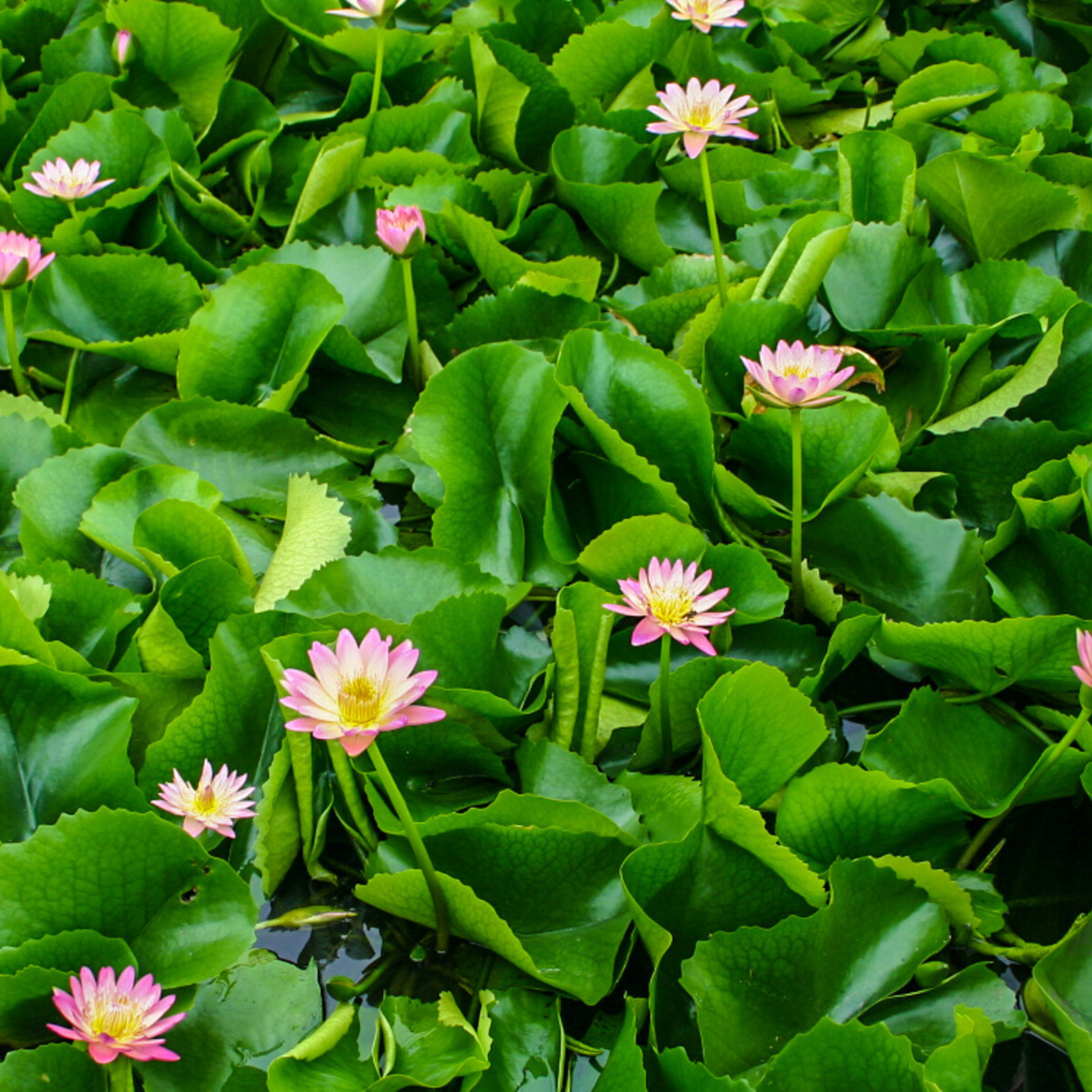 DZ Nymphaea After Glow